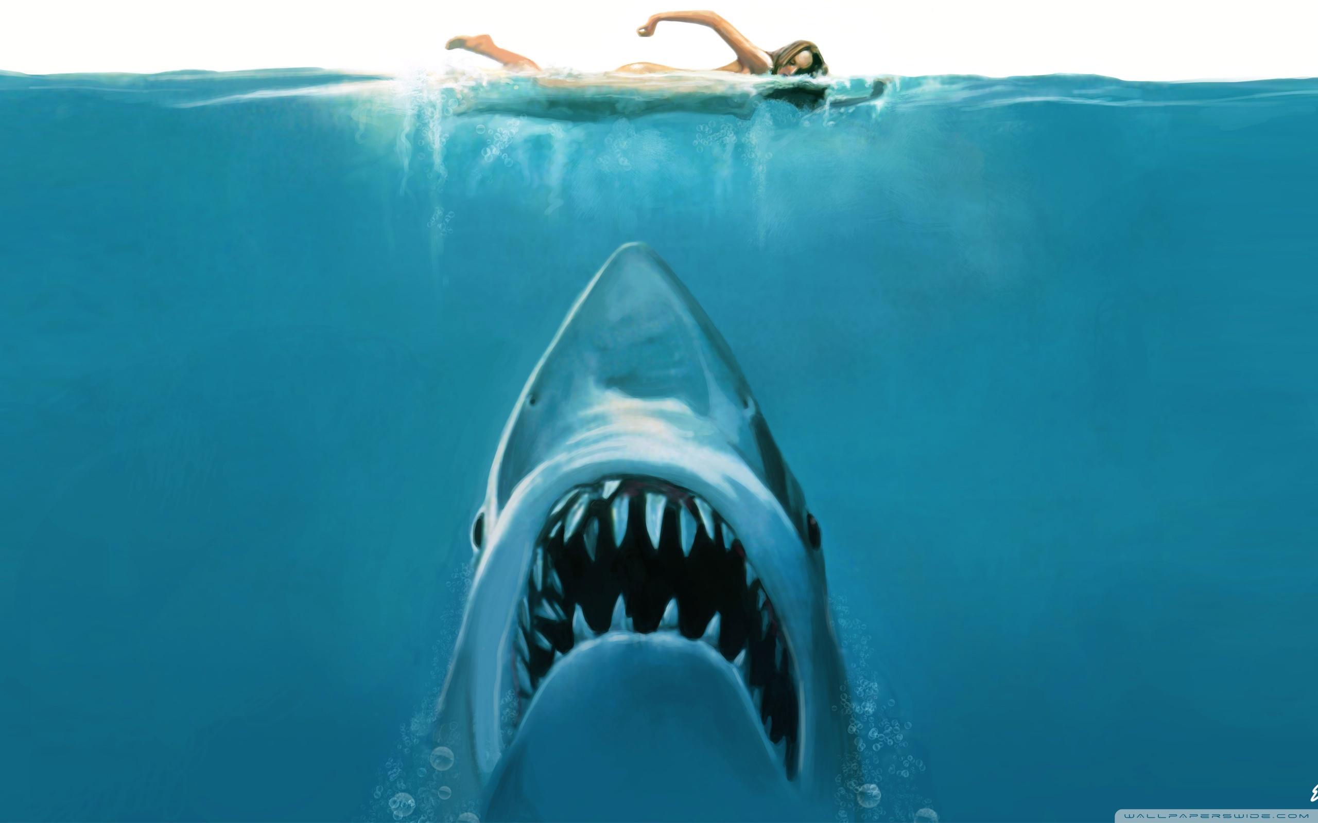 2560x1600 Shark Desktop Wallpaper