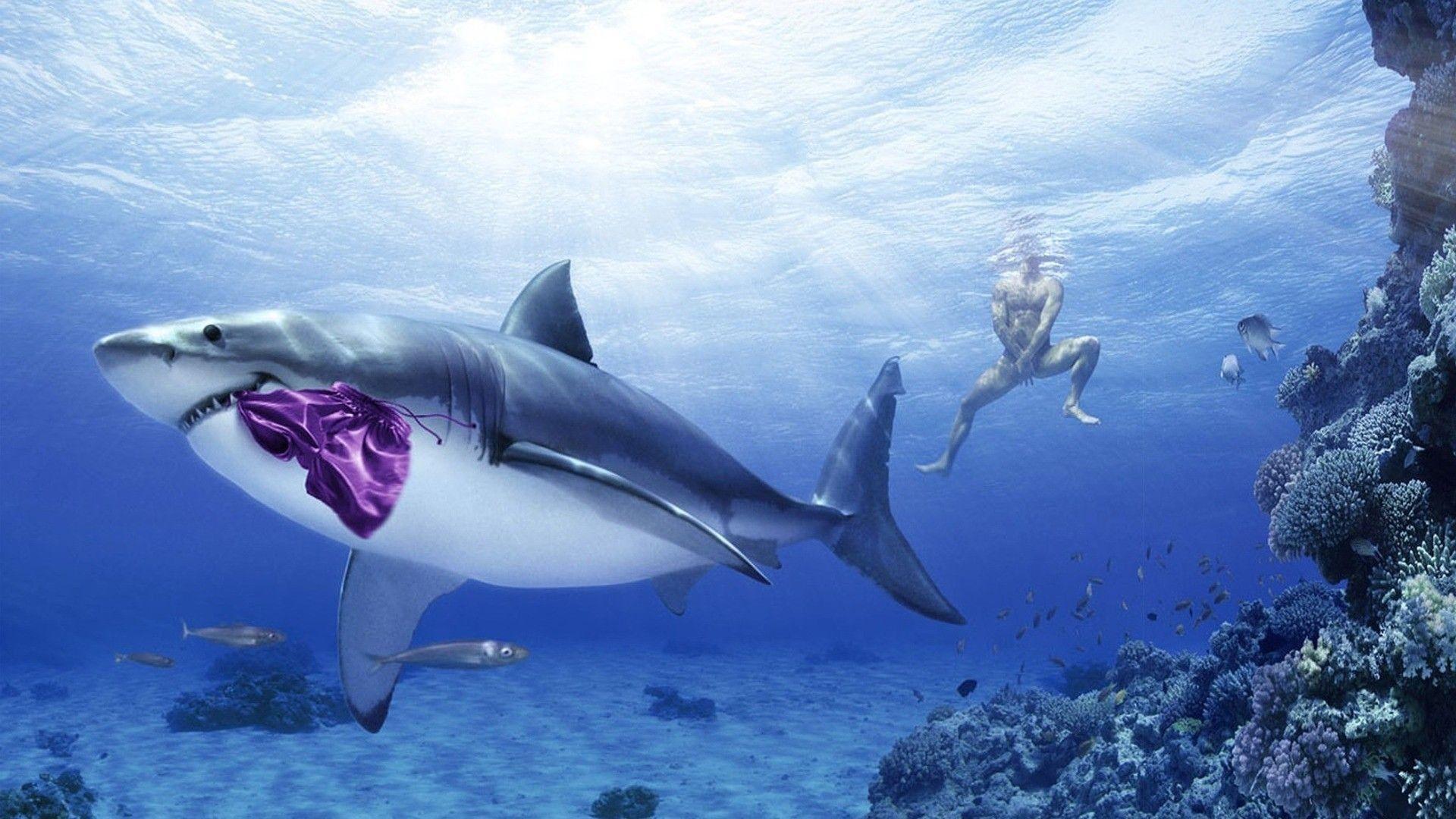 1920x1080 HD Shark Wallpaper background picture