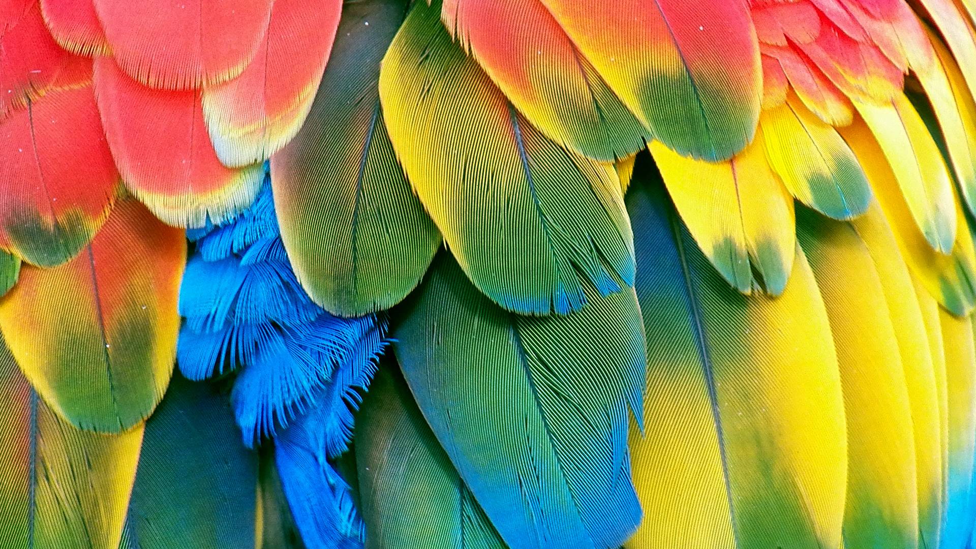 1920x1080 HD Parrot Wallpaper