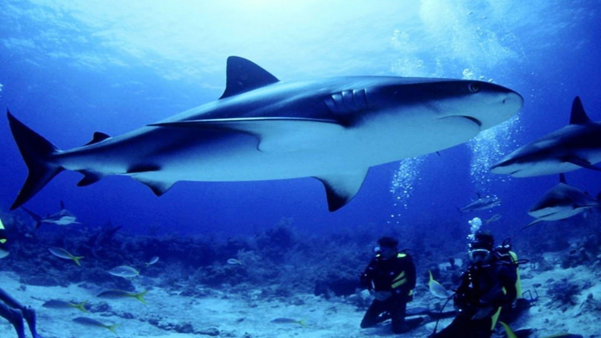 1920x1080 Seabed Shark Fish Divers HD Wallpaper For Desktop :