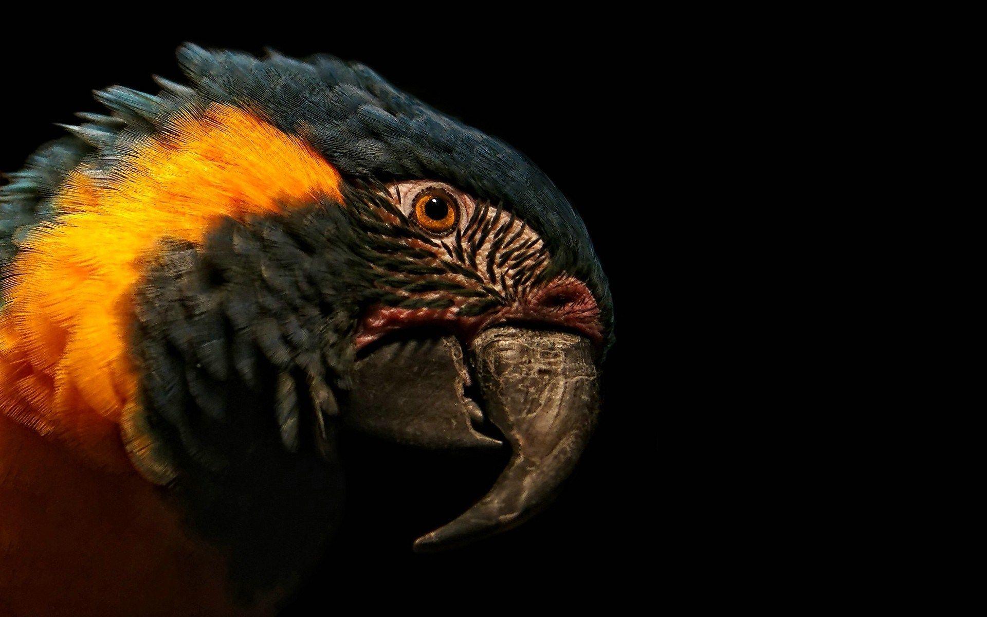 1920x1200 parrot background downloads Desktop Wallpaperk HD