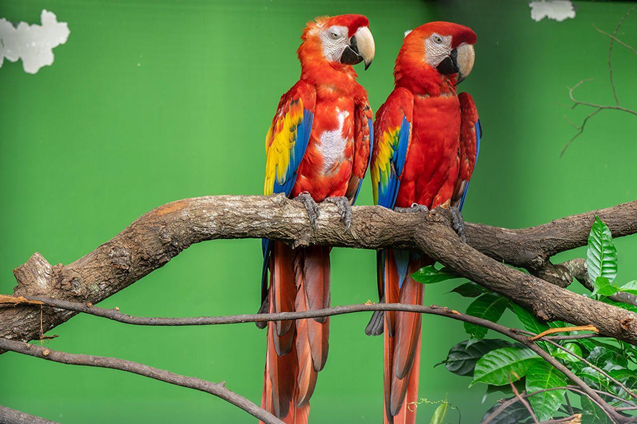 1280x853 Desktop Wallpaper Ara (genus) bird parrot Beak 2 Branches animal