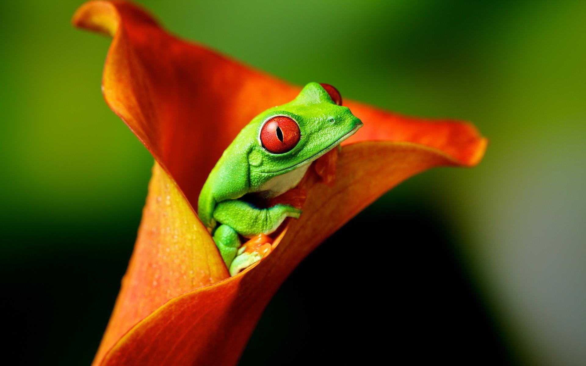 1920x1200 Cute Frog Desktop Wallpaper