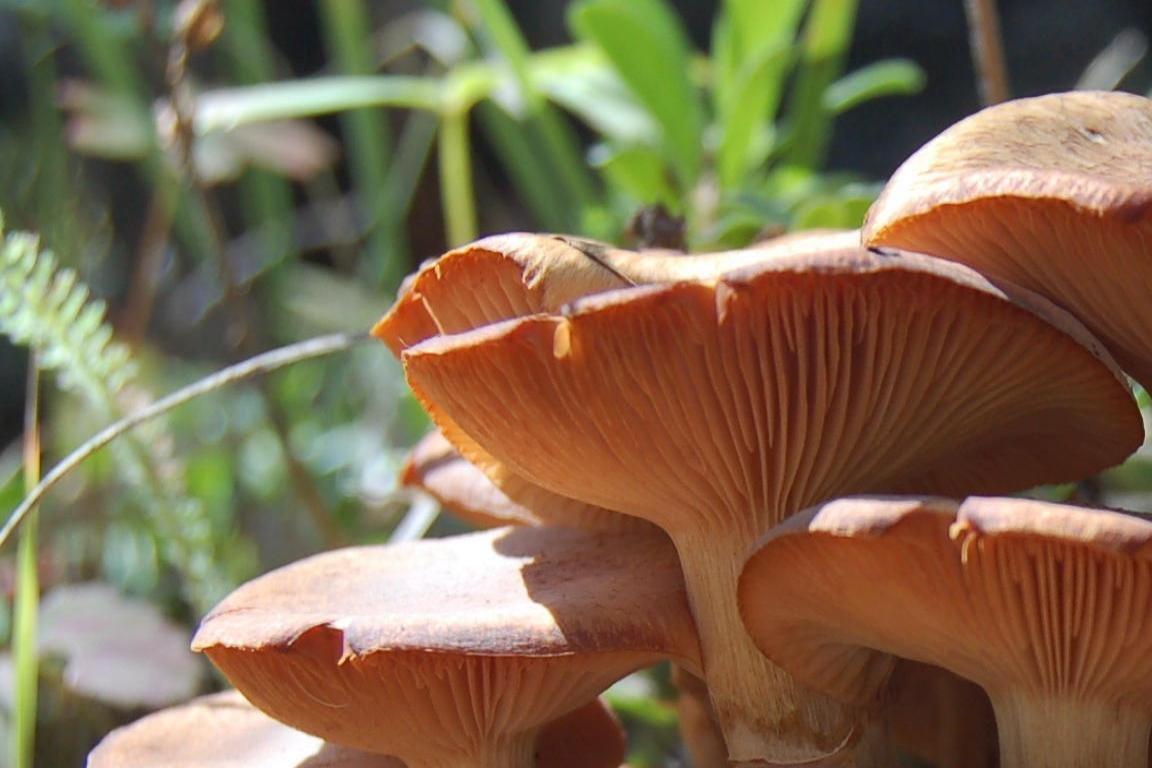 1152x768 Mushroom wallpaper HD for desktop background