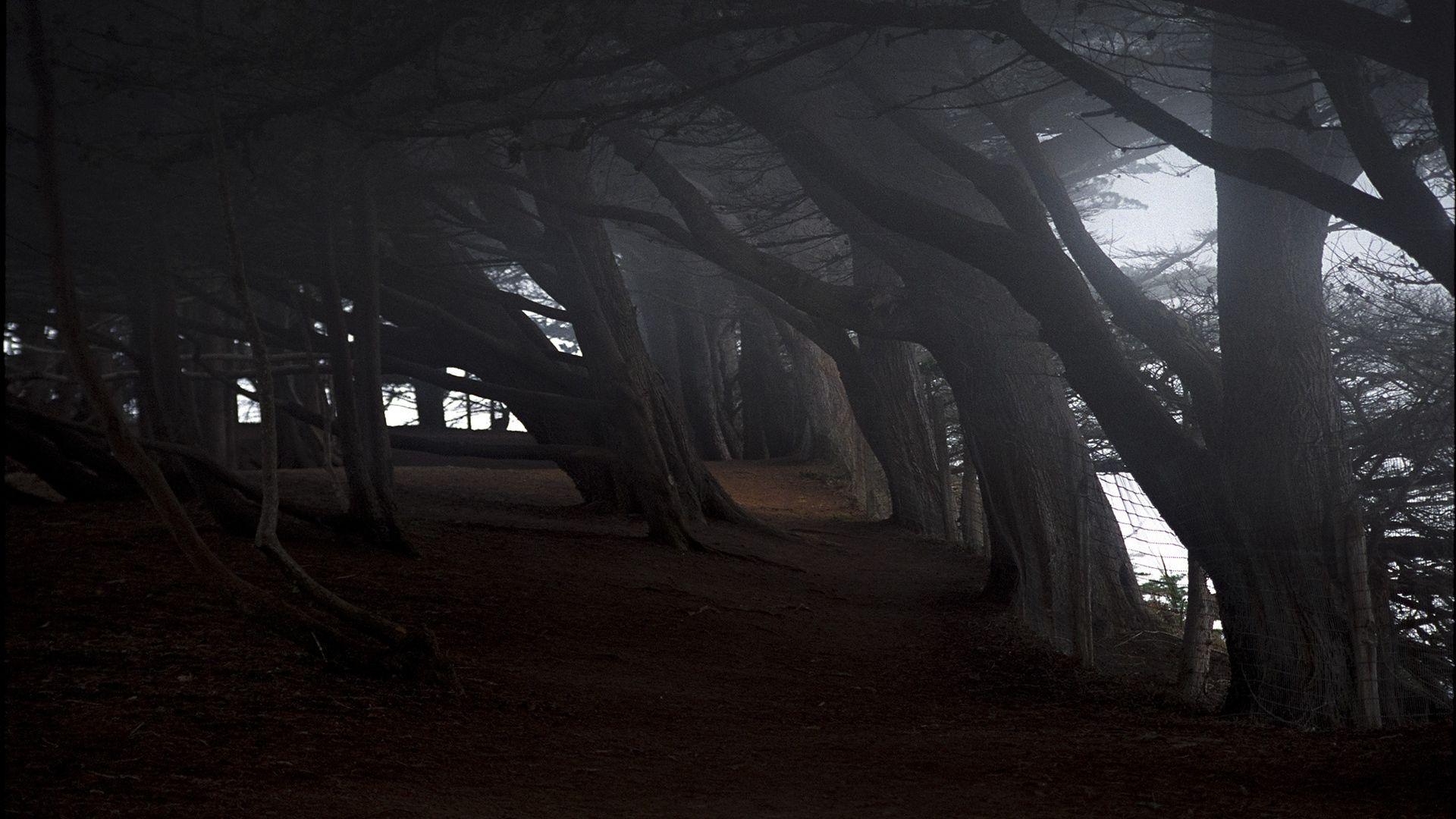 1920x1080 Download Wallpaper 1920x1080 trees, gloomy, inclination, darkness, grid Full HD 1080p HD Background