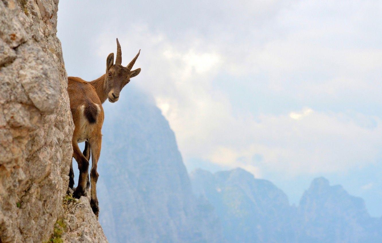 1332x850 Wallpaper open, the ledge, mountain goat image for desktop, section животные