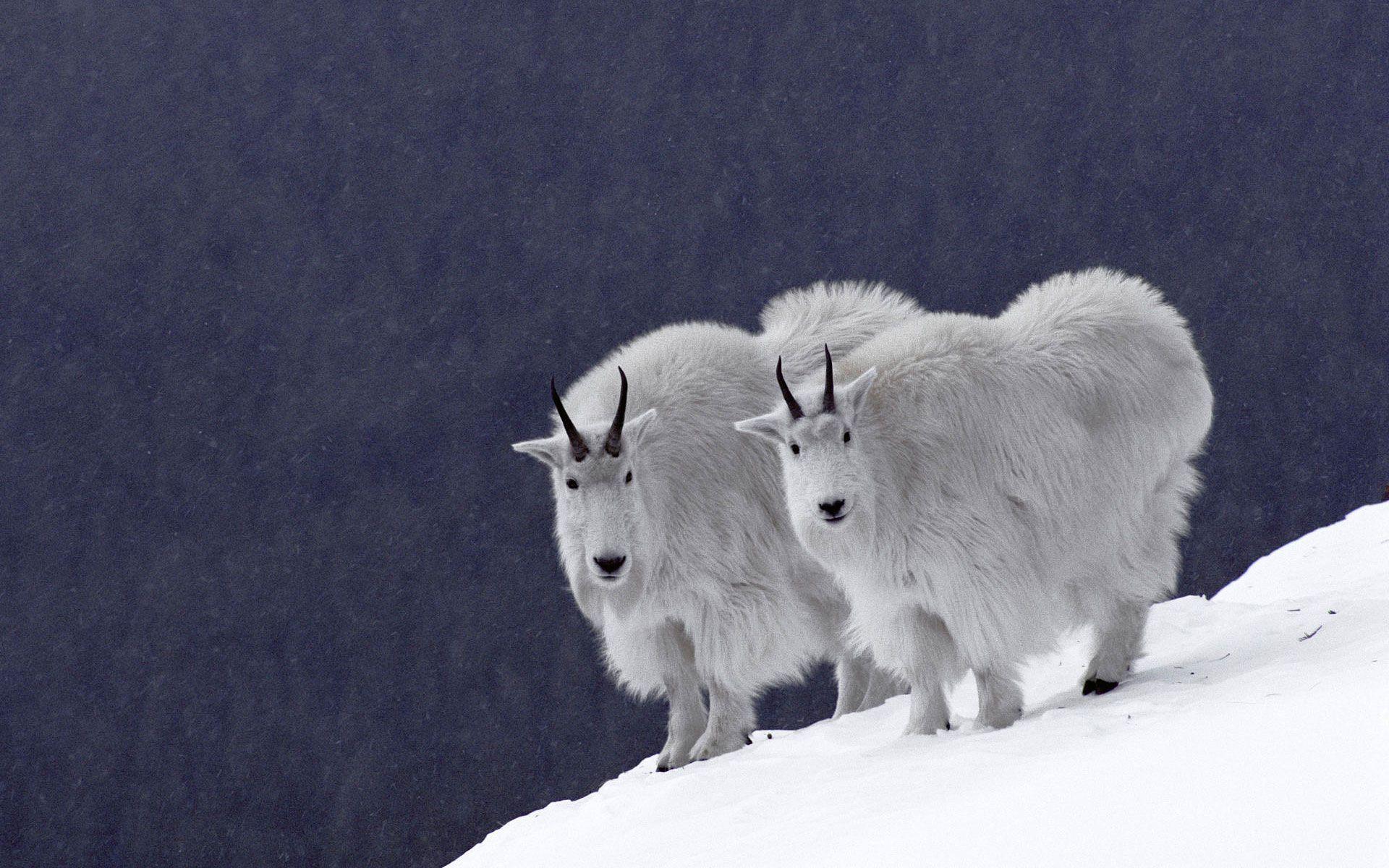 1920x1200 animals goats wallpaper / Wallbase.cc. Animals, Animals beautiful, Animal picture