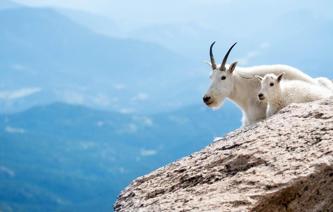 1332x850 Wallpaper animals, mountains, white, goat, goats, goat, Wallpaper from lolita mountain goat, artiodactyls, mother and child image for desktop, section животные