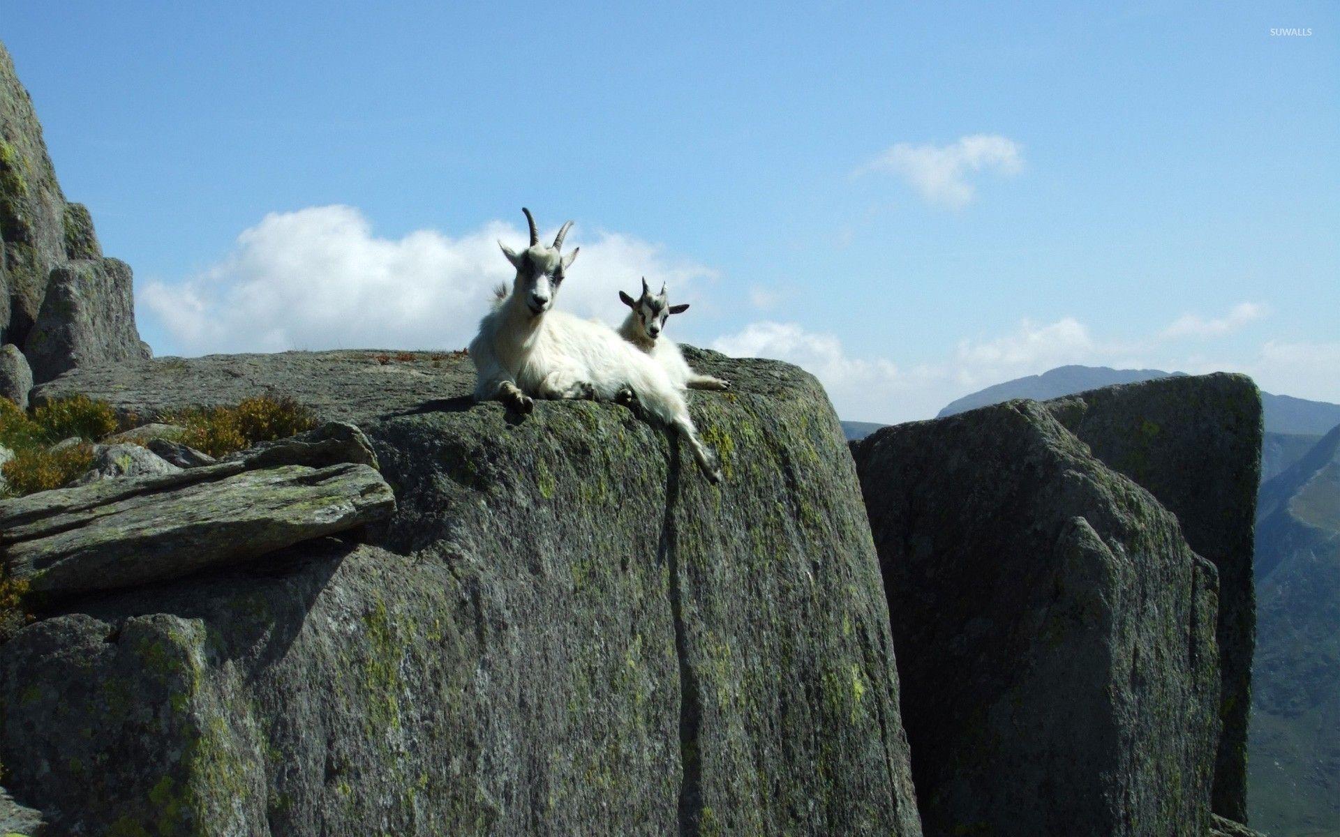 1920x1200 Mountain Goat Wallpaper