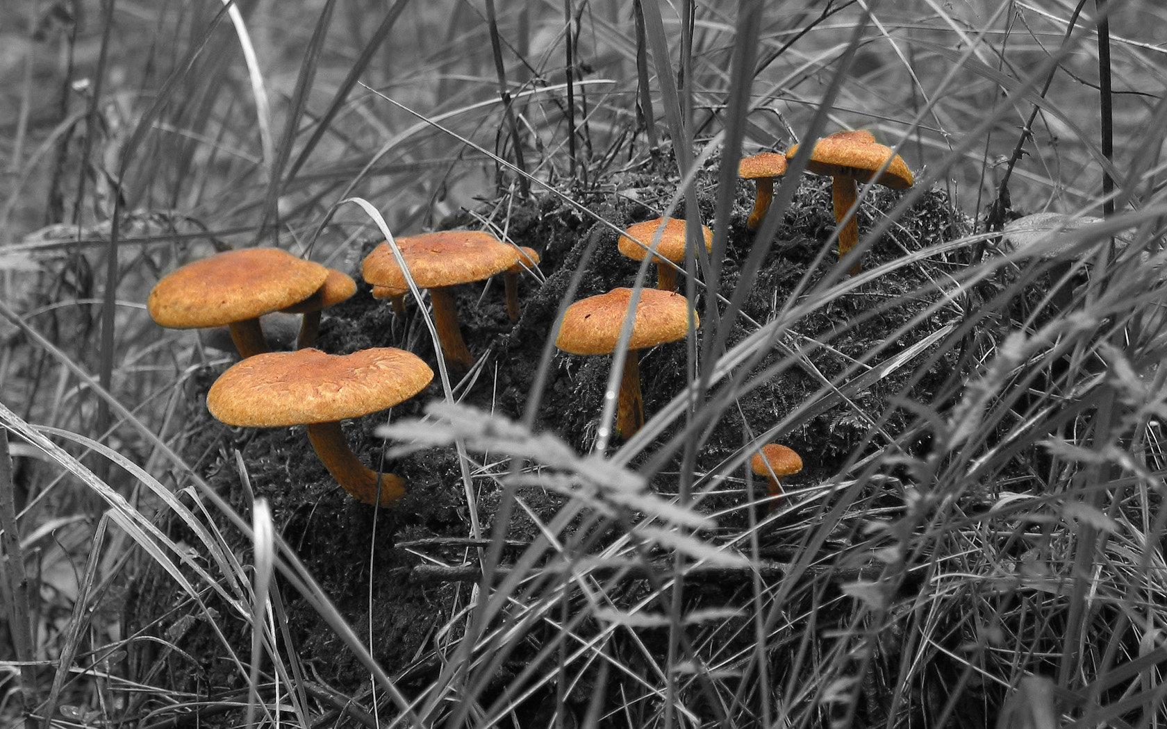 1680x1050 Mushroom wallpaper 1680x1050 desktop background