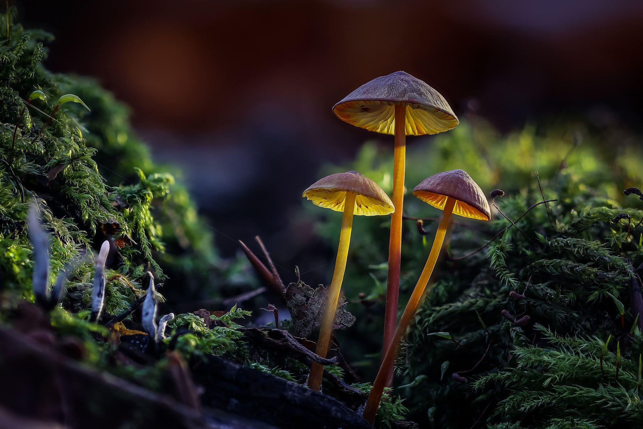 2048x1365 Nature, Mushroom, Macro wallpaper