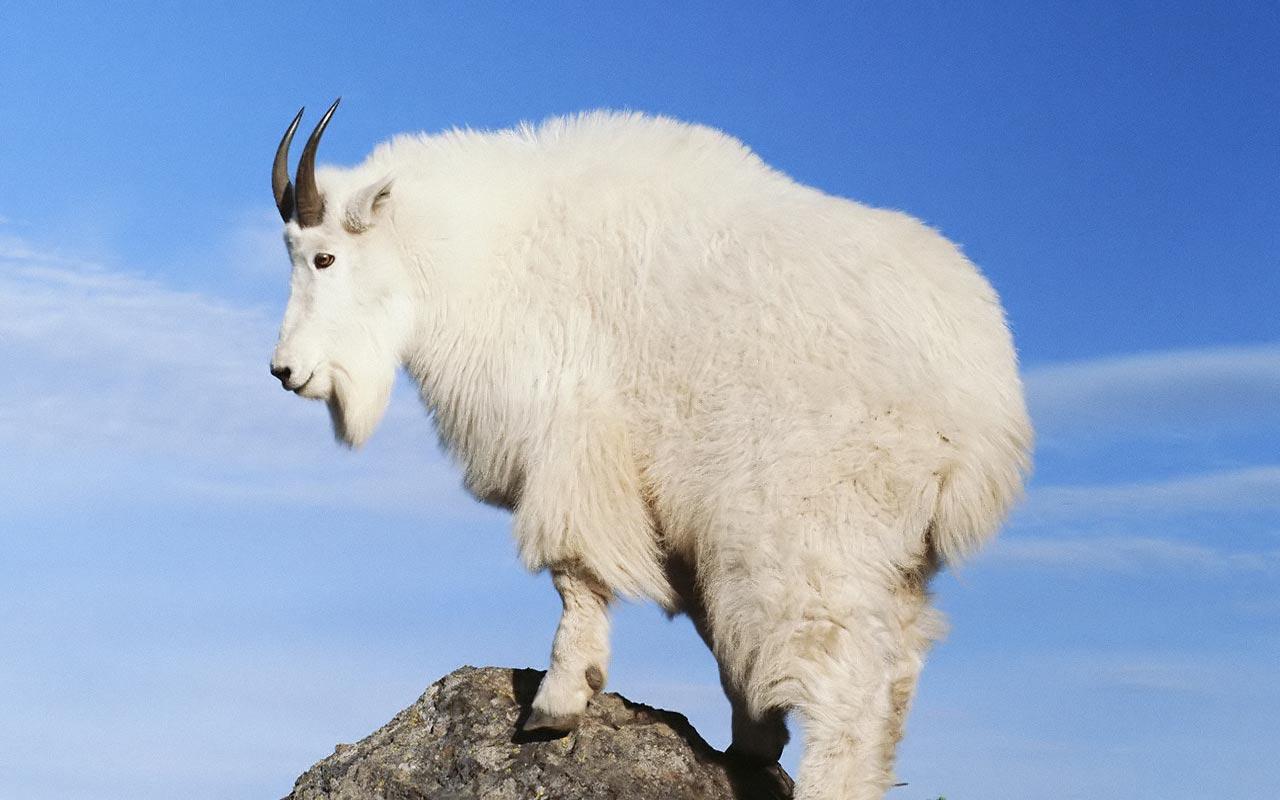 1280x800 Mountain Goat wallpaperx800