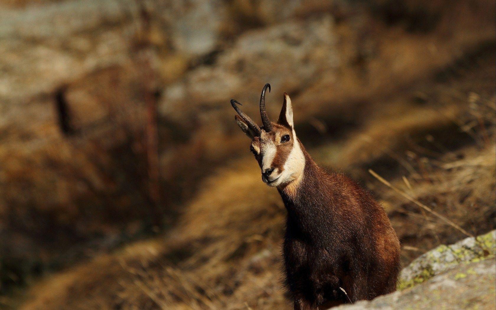 1680x1050 Mountain Goat Wallpaper