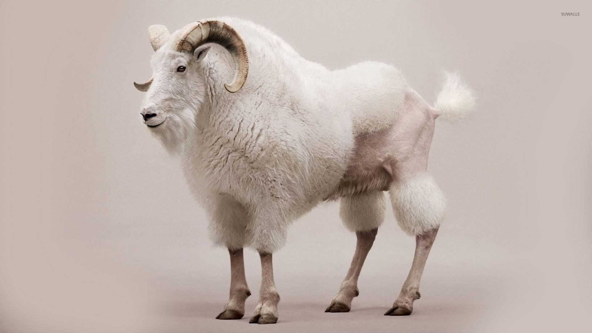 1920x1080 Mountain goat wallpaper wallpaper