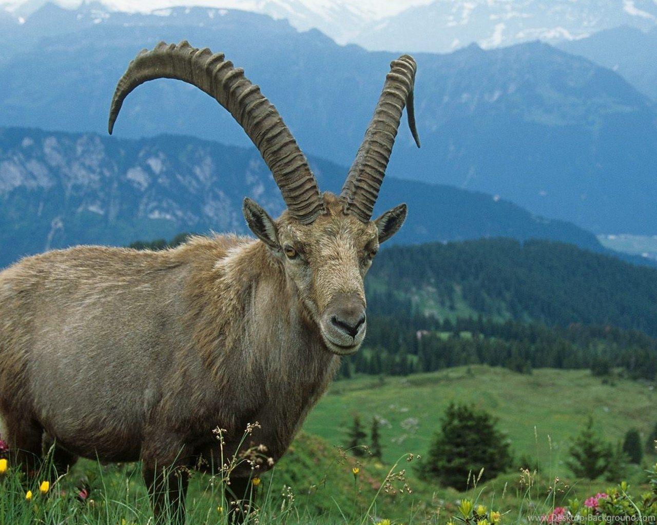 1280x1024 Widescreen Goat Wallpaper & Background Download