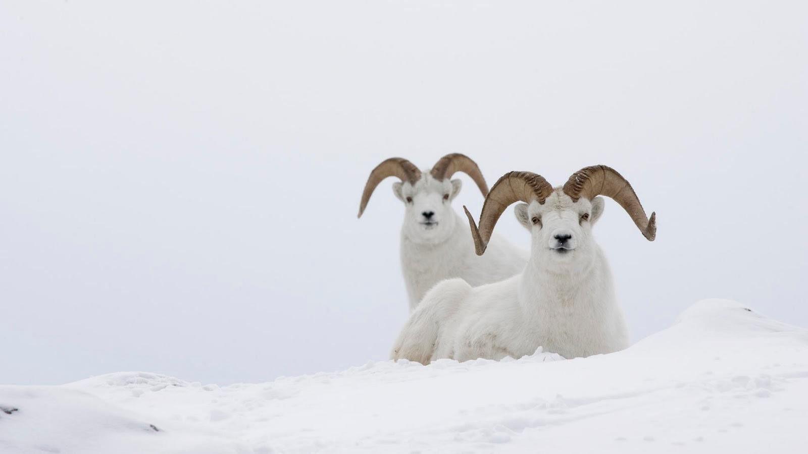 1600x900 Mountain Goats Wallpaper Mountain Goat
