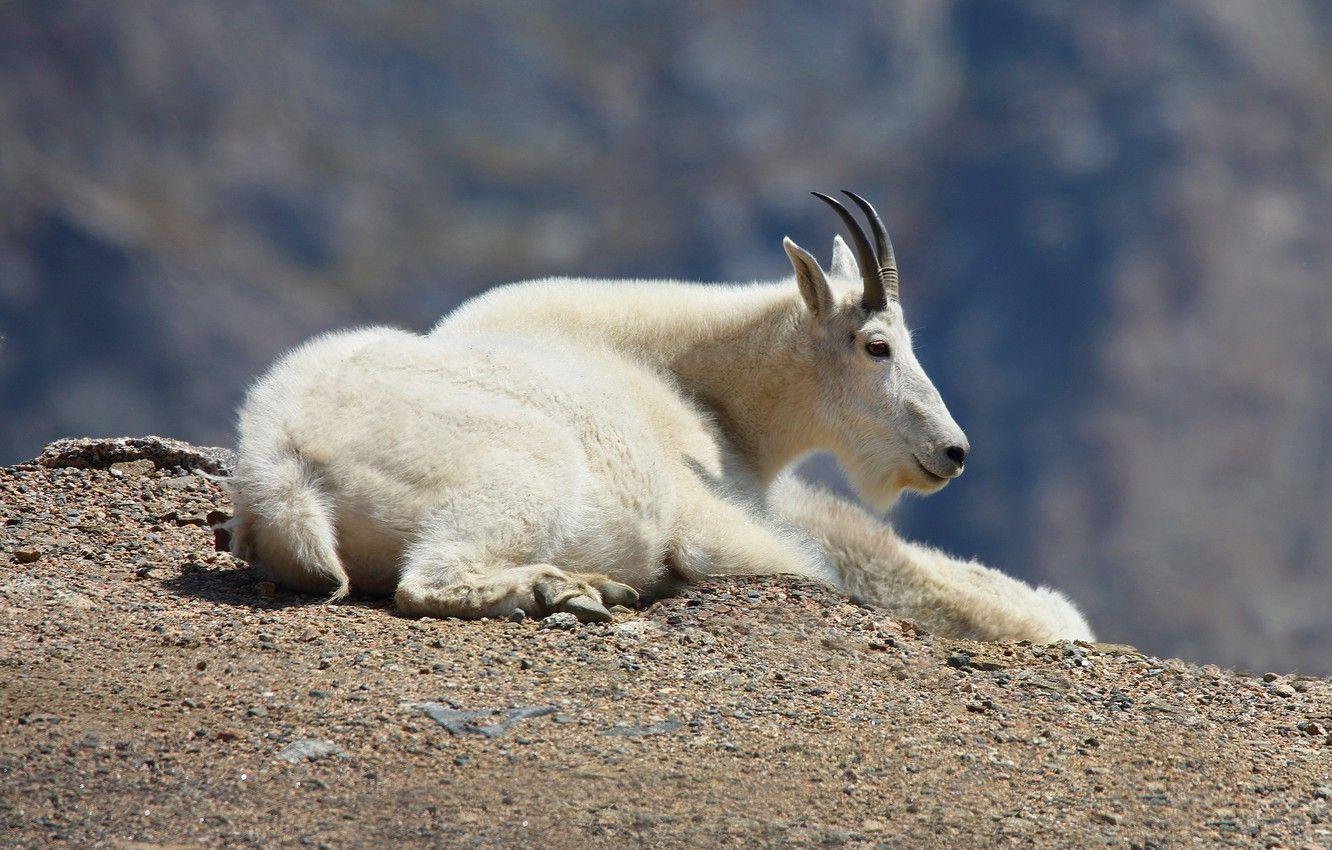 1332x850 Wallpaper white, mountains, pose, background, goat, hill, lies, profile, white, mountain, goat, mountain, goat image for desktop, section животные