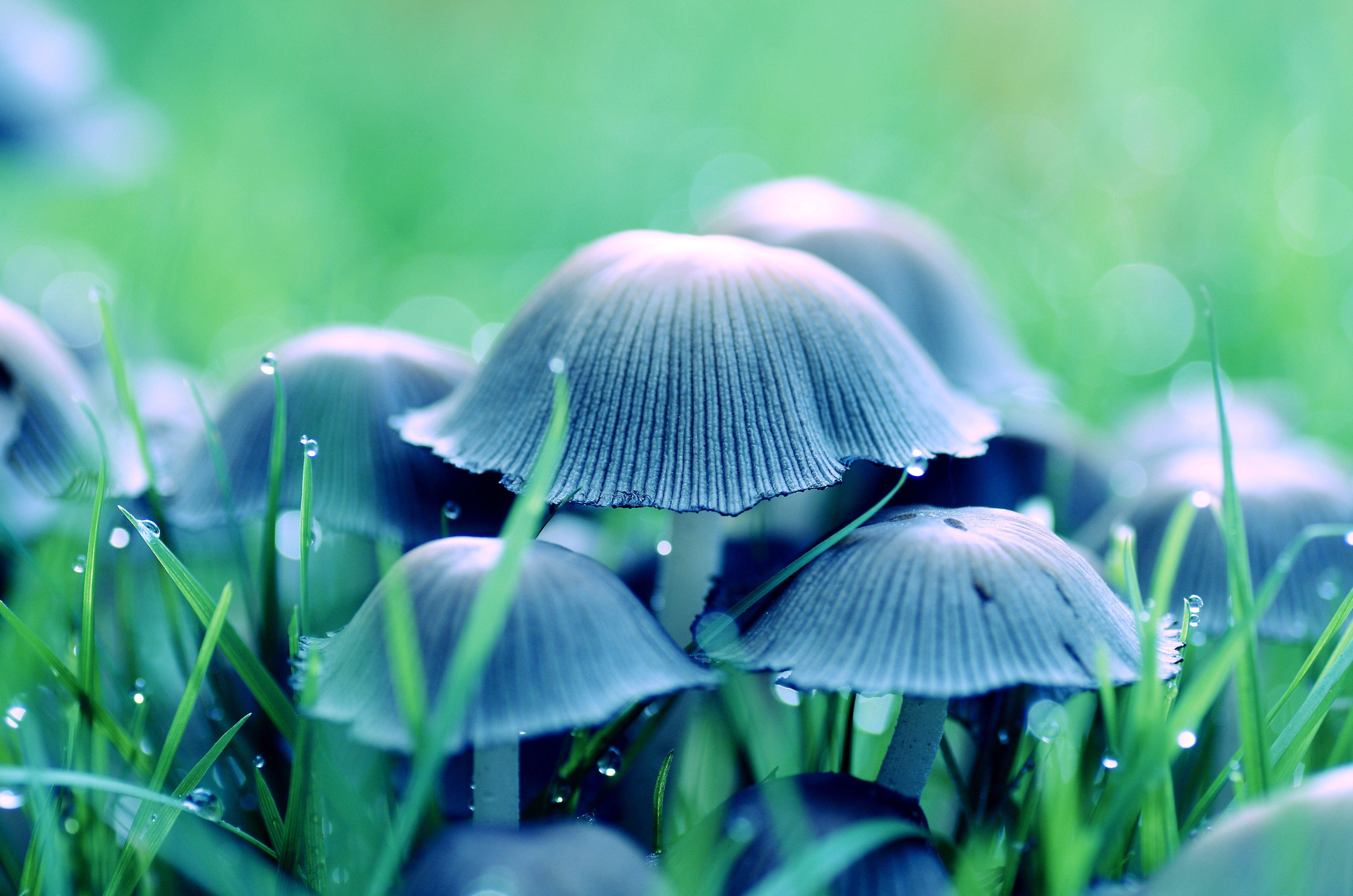 4928x3264 Nature, Mushroom, Macro wallpaper