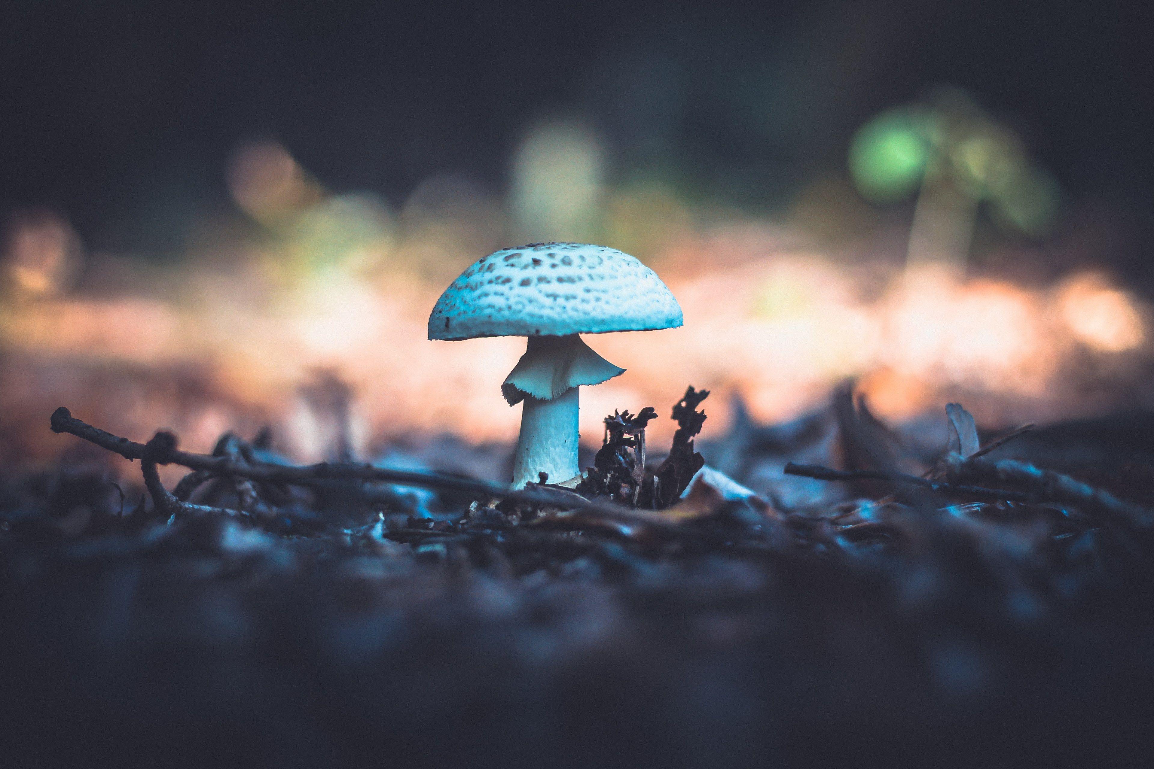 3840x2560 Wallpaper / mushroom woodland forest and foliage HD 4k wallpaper