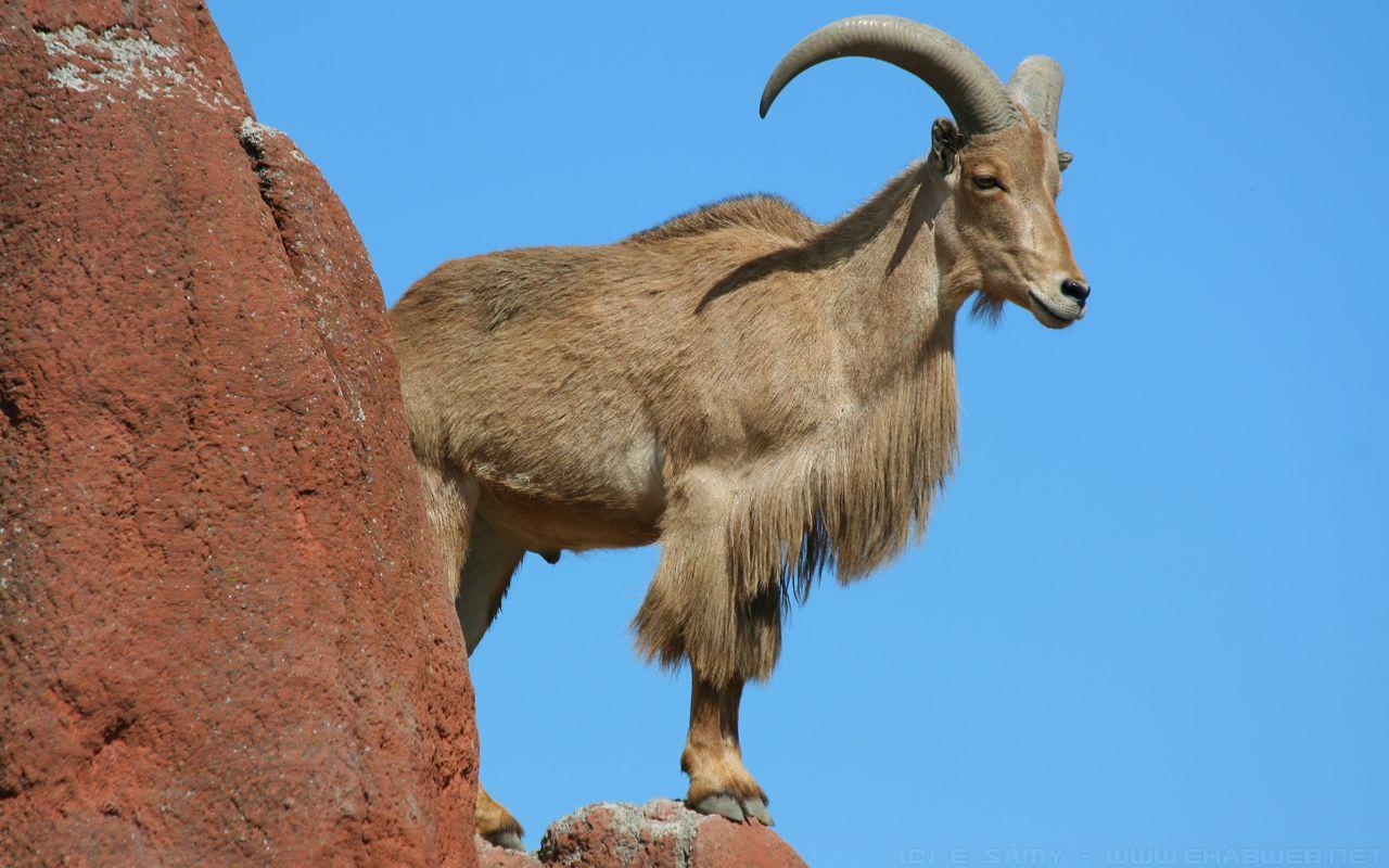 1280x800 Mountain Goat Wallpaper
