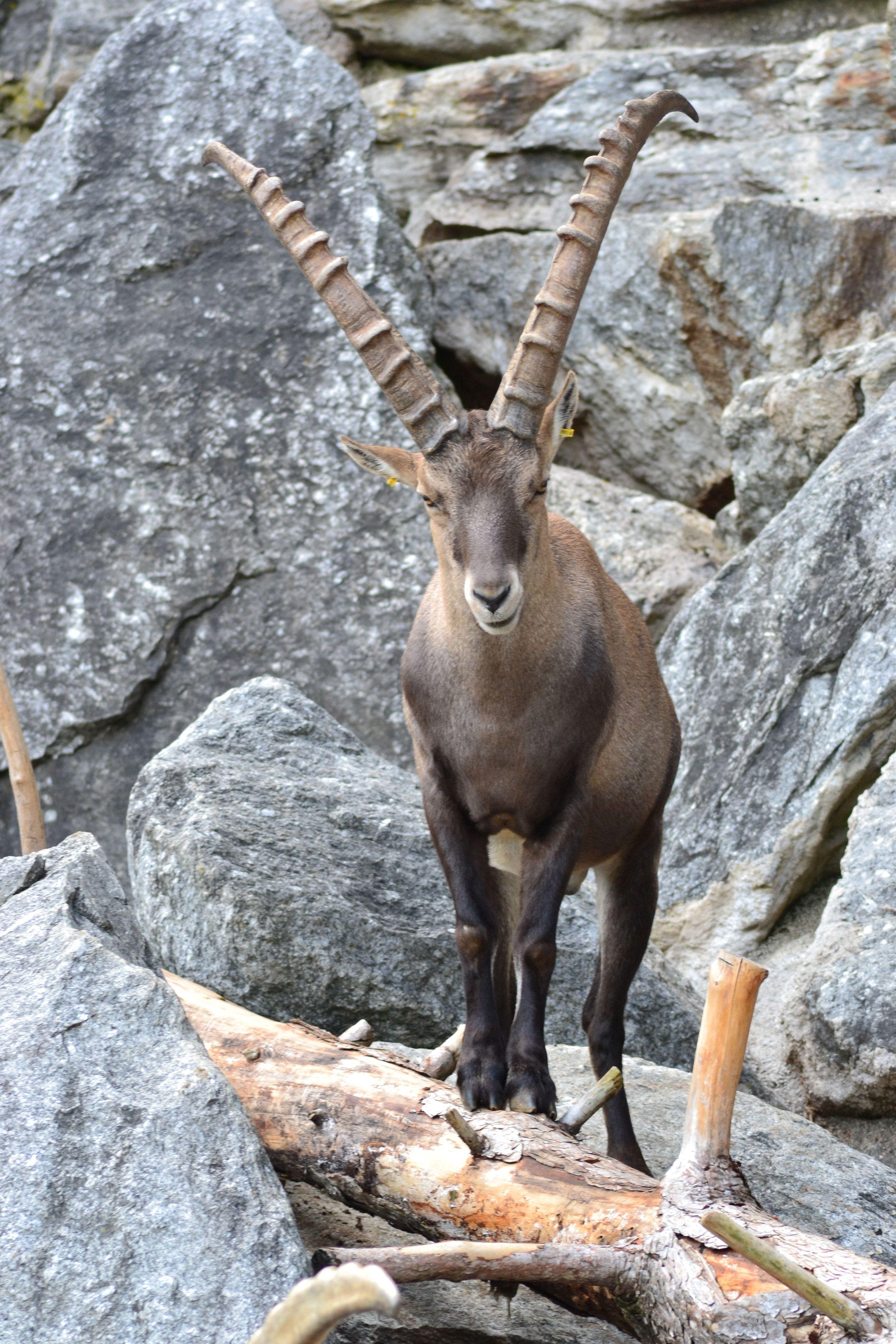 3072x4608 brown mountain goat free image