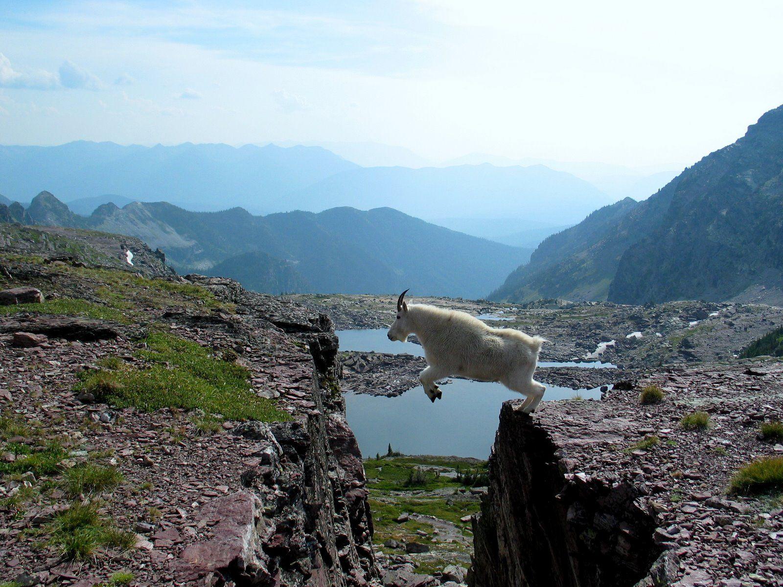1600x1200 Animal Mountain Goat Wallpaper:1600x1200