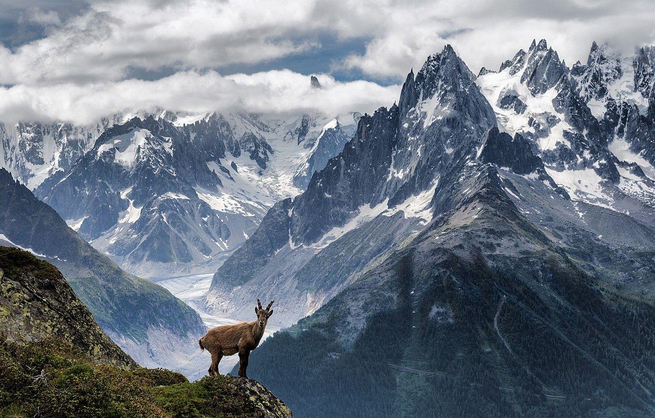 1332x850 Wallpaper the sky, grass, clouds, mountains, rock, mountain goat image for desktop, section природа
