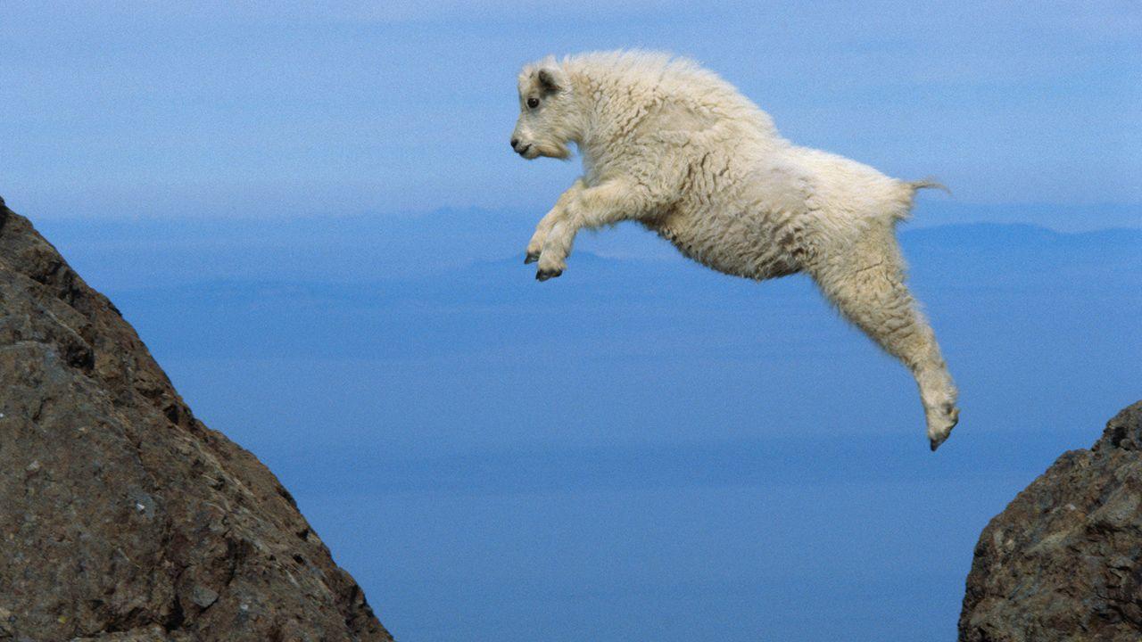 1280x720 Most viewed Mountain Goat wallpaperK Wallpaper