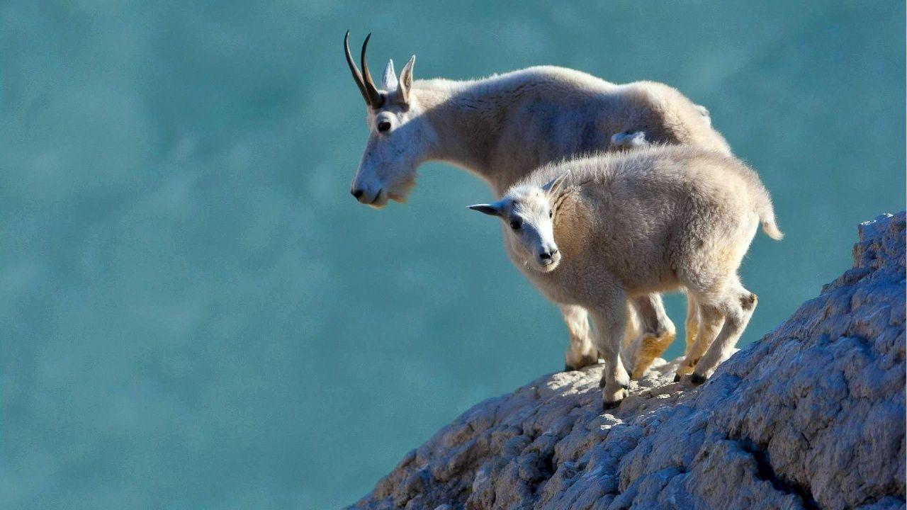 1280x720 Mountain Goat Wallpaper
