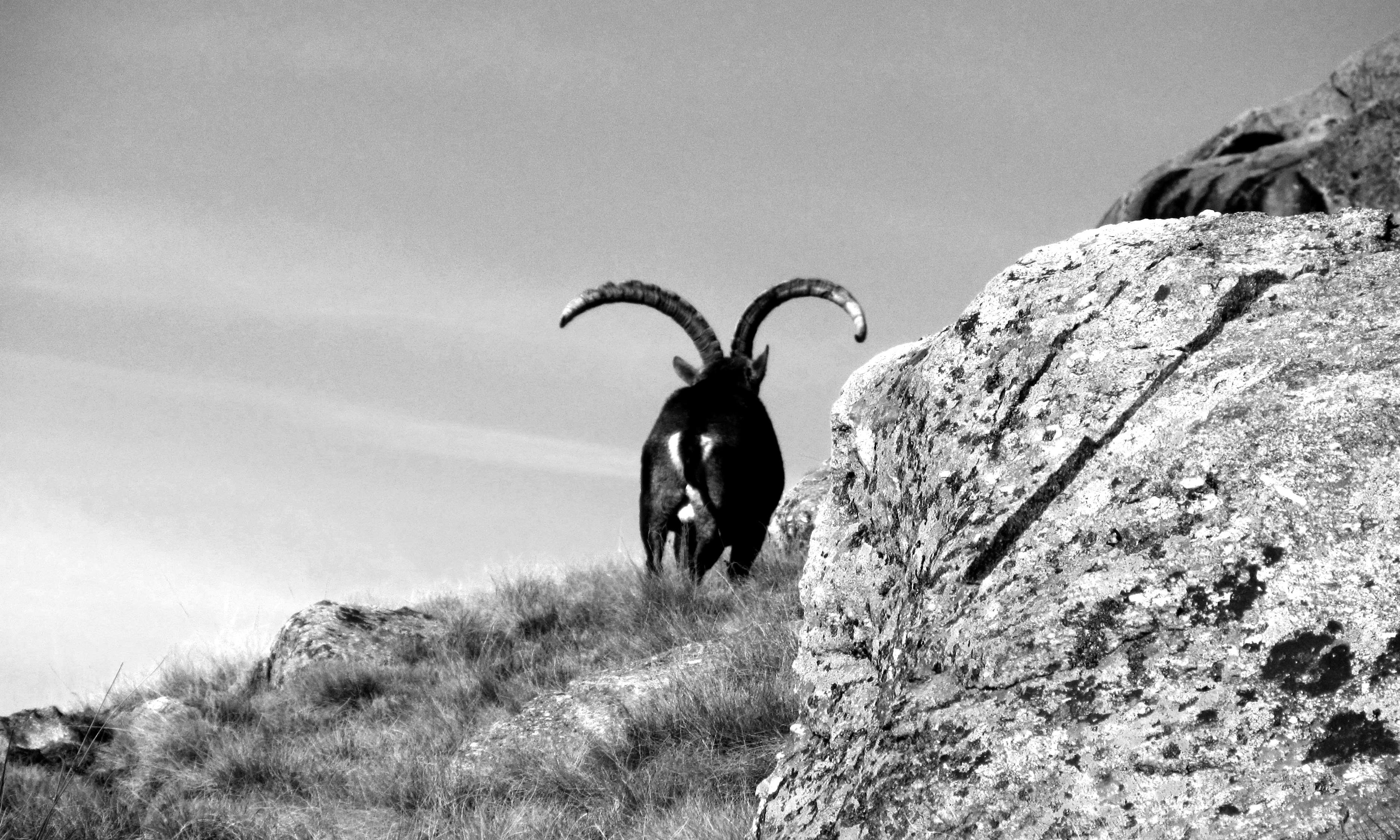 3750x2250 Mountain Goat Wallpaper
