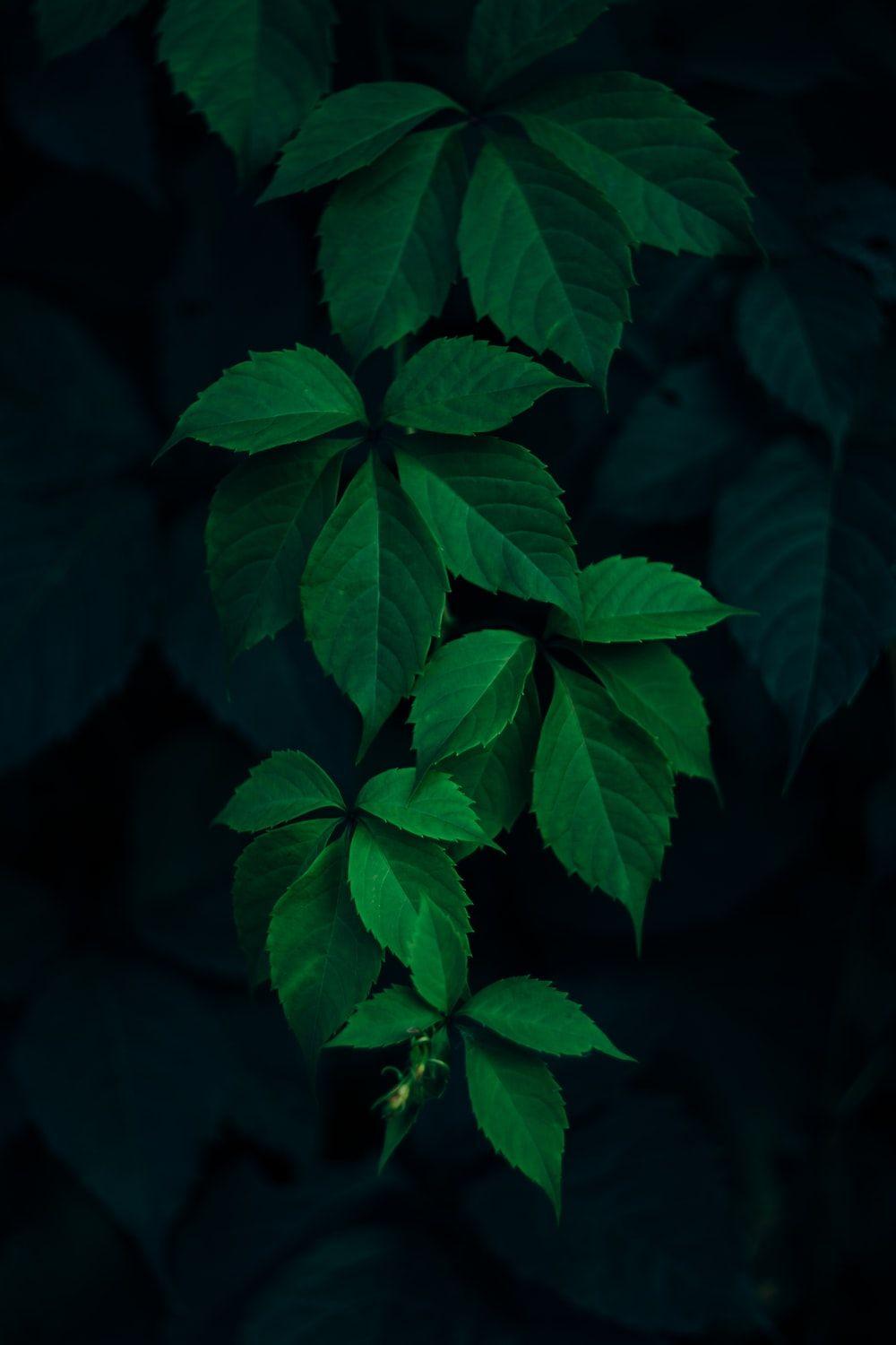 Dark Green Leaf Wallpapers - Top Free Dark Green Leaf Backgrounds