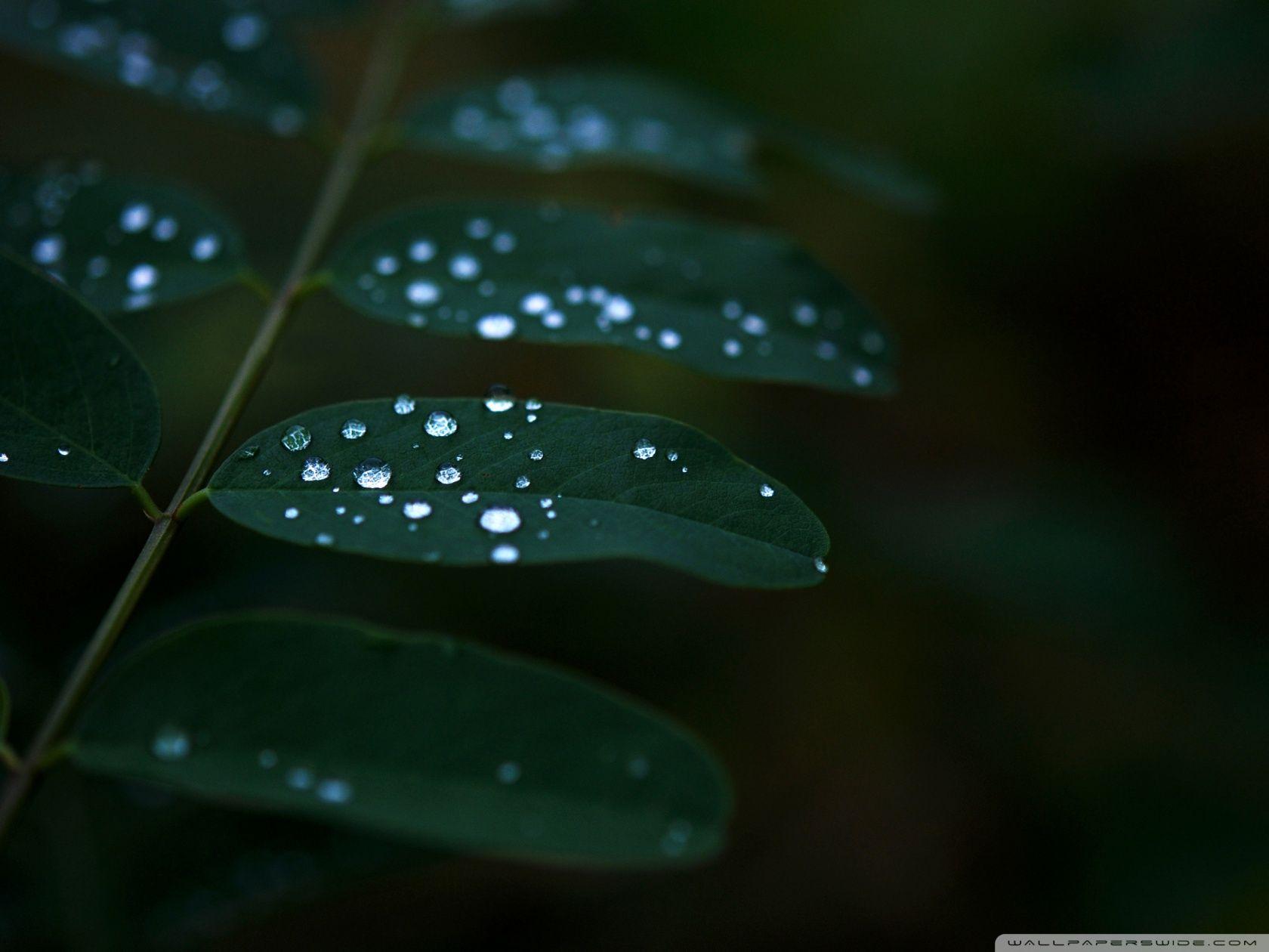 1680x1260 Dew On Dark Green Leaves Ultra HD Desktop Background Wallpaper for 4K UHD TV : Multi Display, Dual Monitor : Tablet