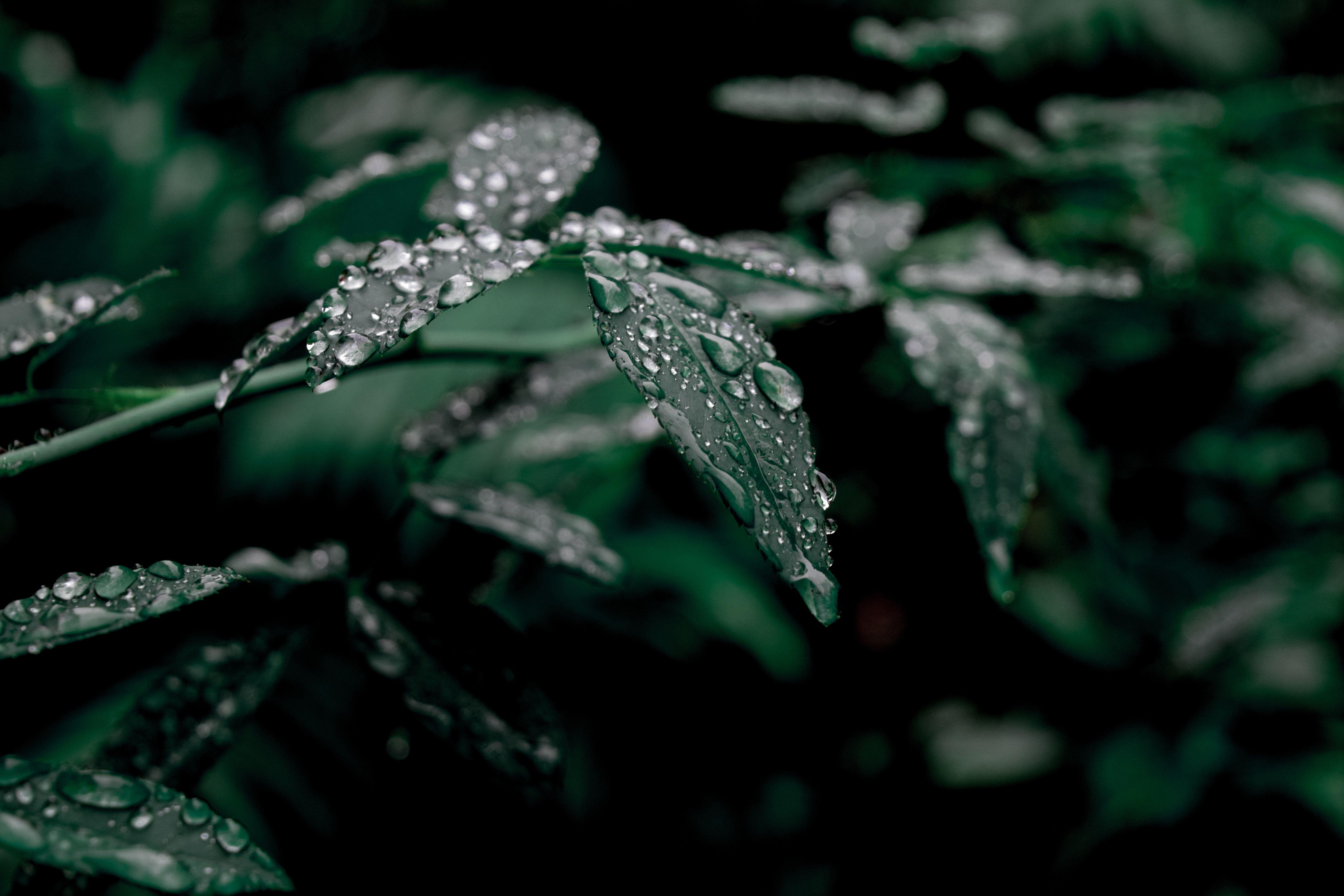 6000x4000 Water Drops on Dark Green Leaves · Free