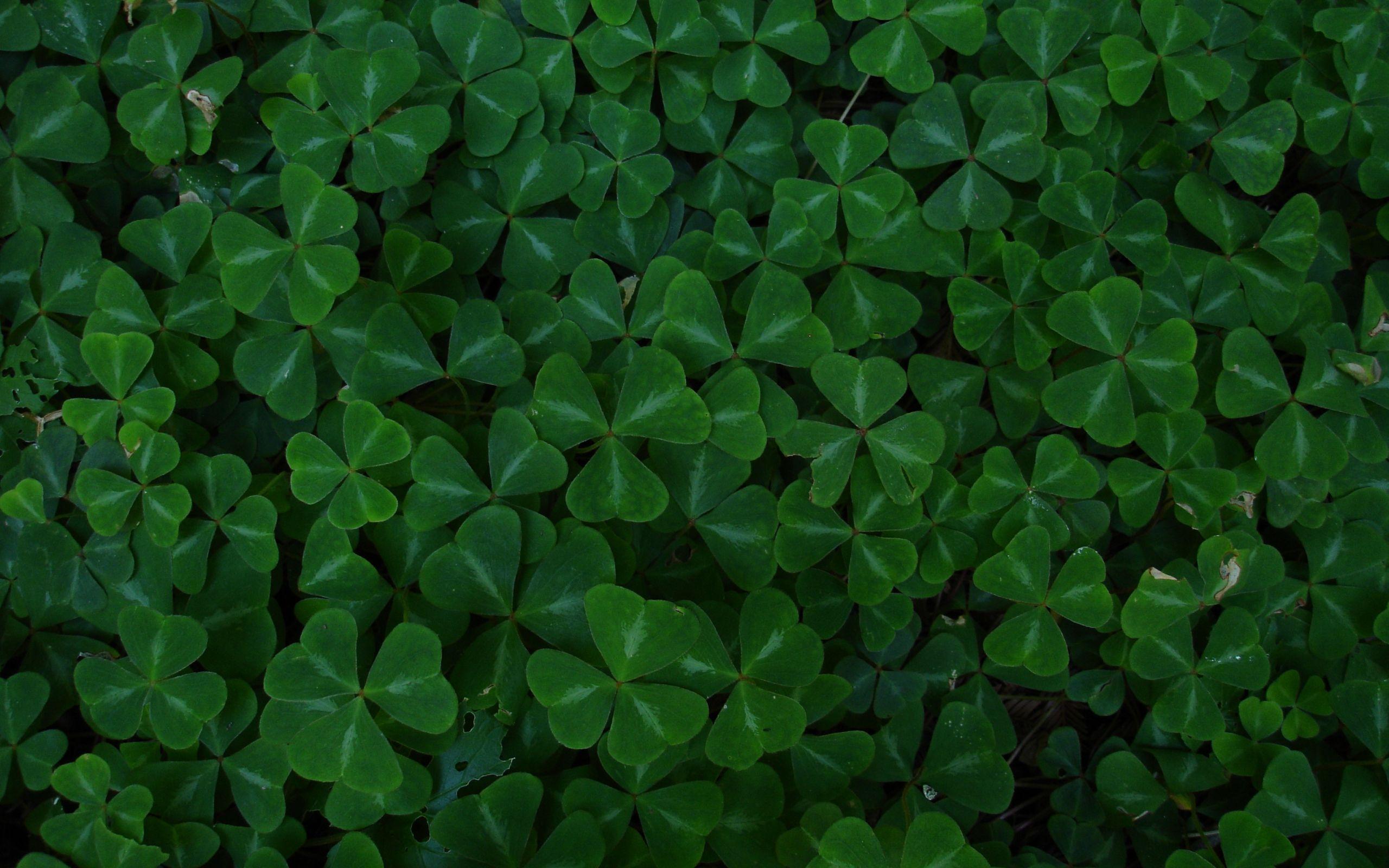 2560x1600 Green leaf clover wallpaperx1600