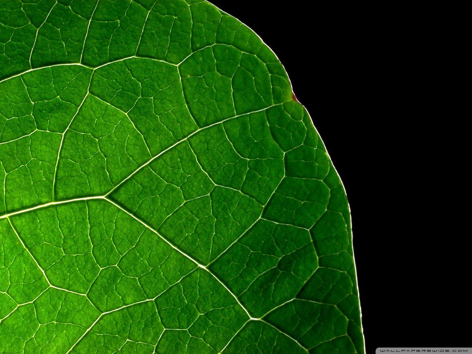 1600x1200 Dark Leaf Ultra HD Desktop Background Wallpaper for 4K UHD TV : Widescreen & UltraWide Desktop & Laptop