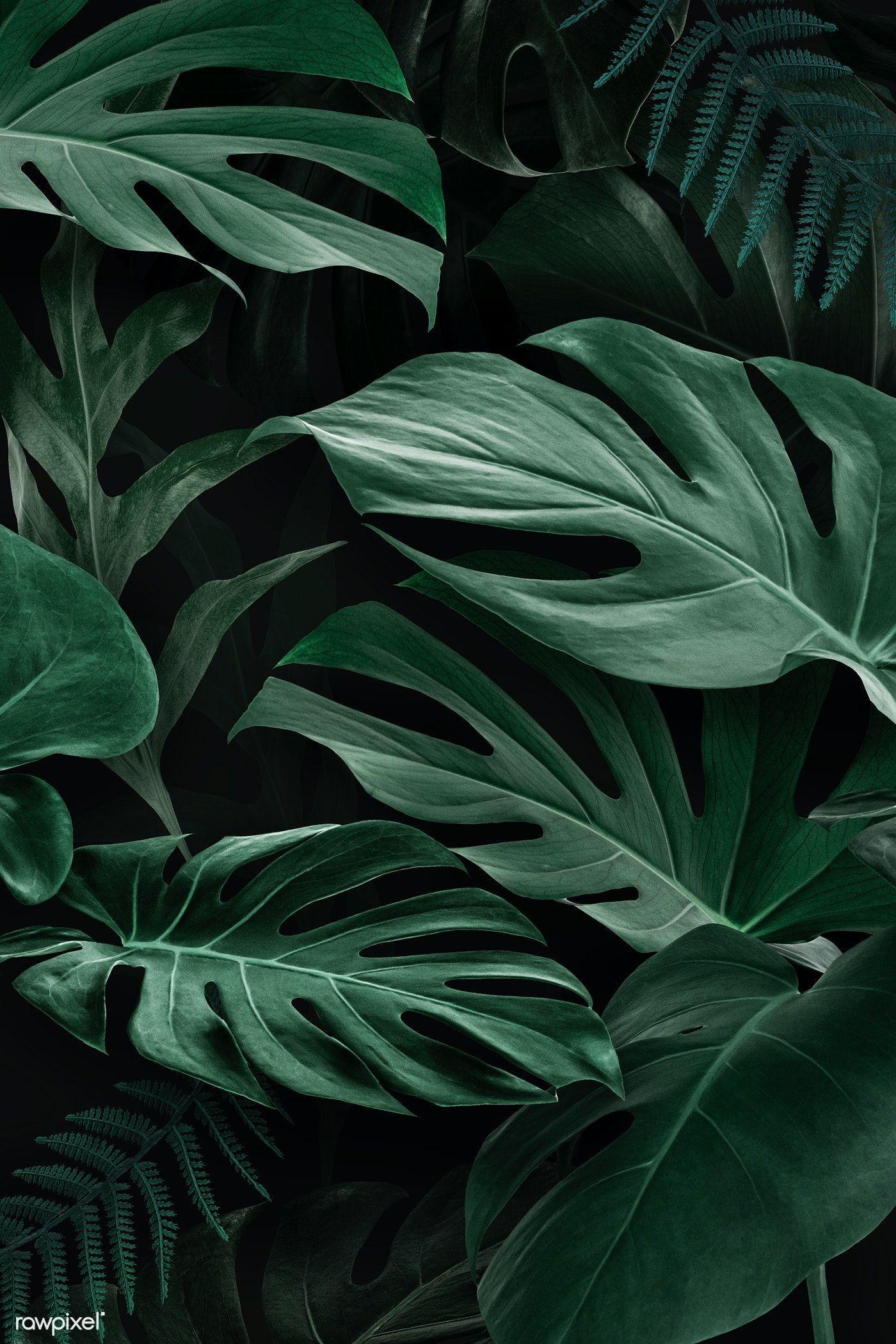 1400x2100 Download premium illustration of Fresh natural green Monstera Deliciosa. Green leaf background, Leaf background, Nature photography trees