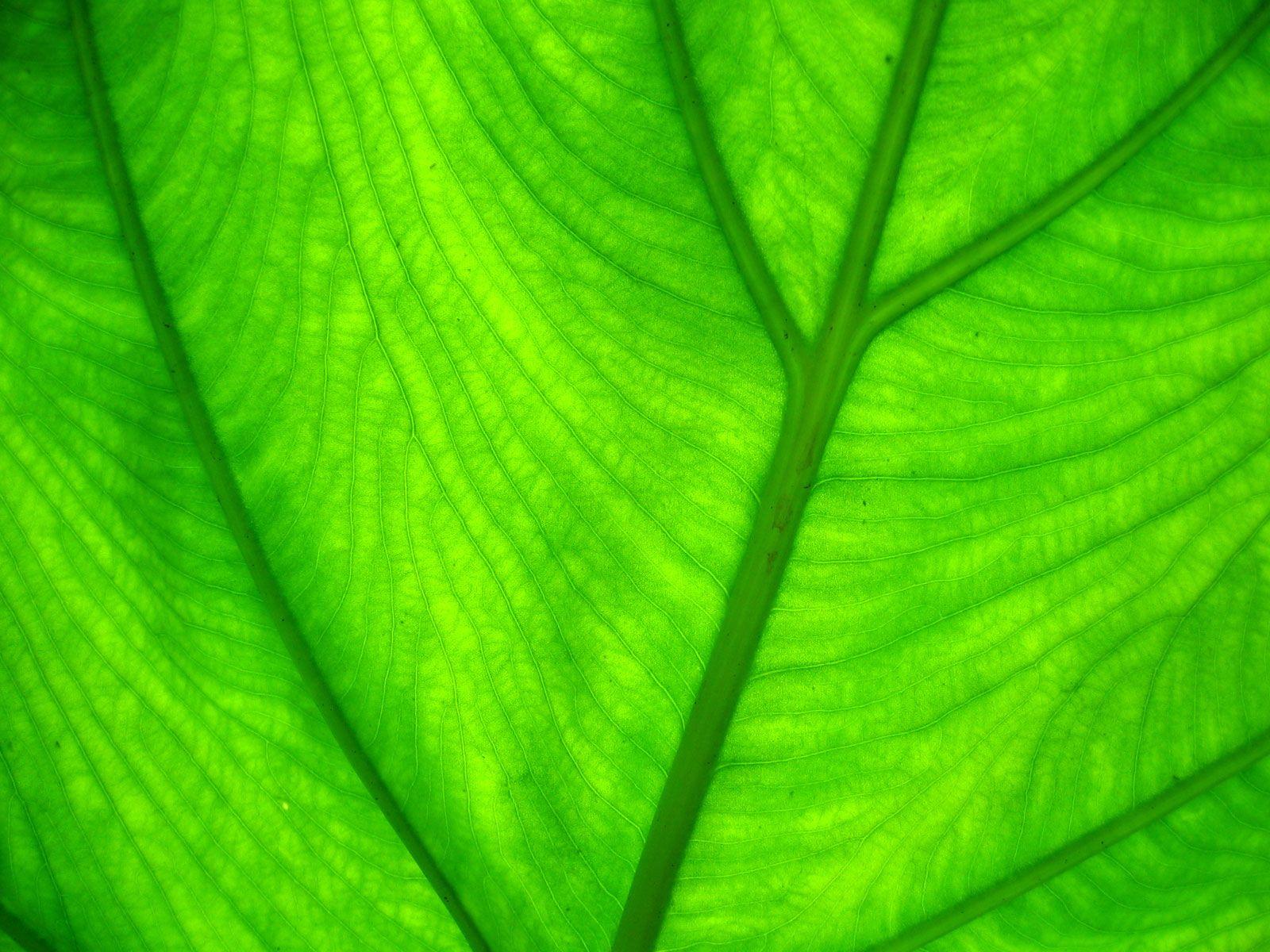 1600x1200 Leaf Background Background for Free PowerPoint Templates