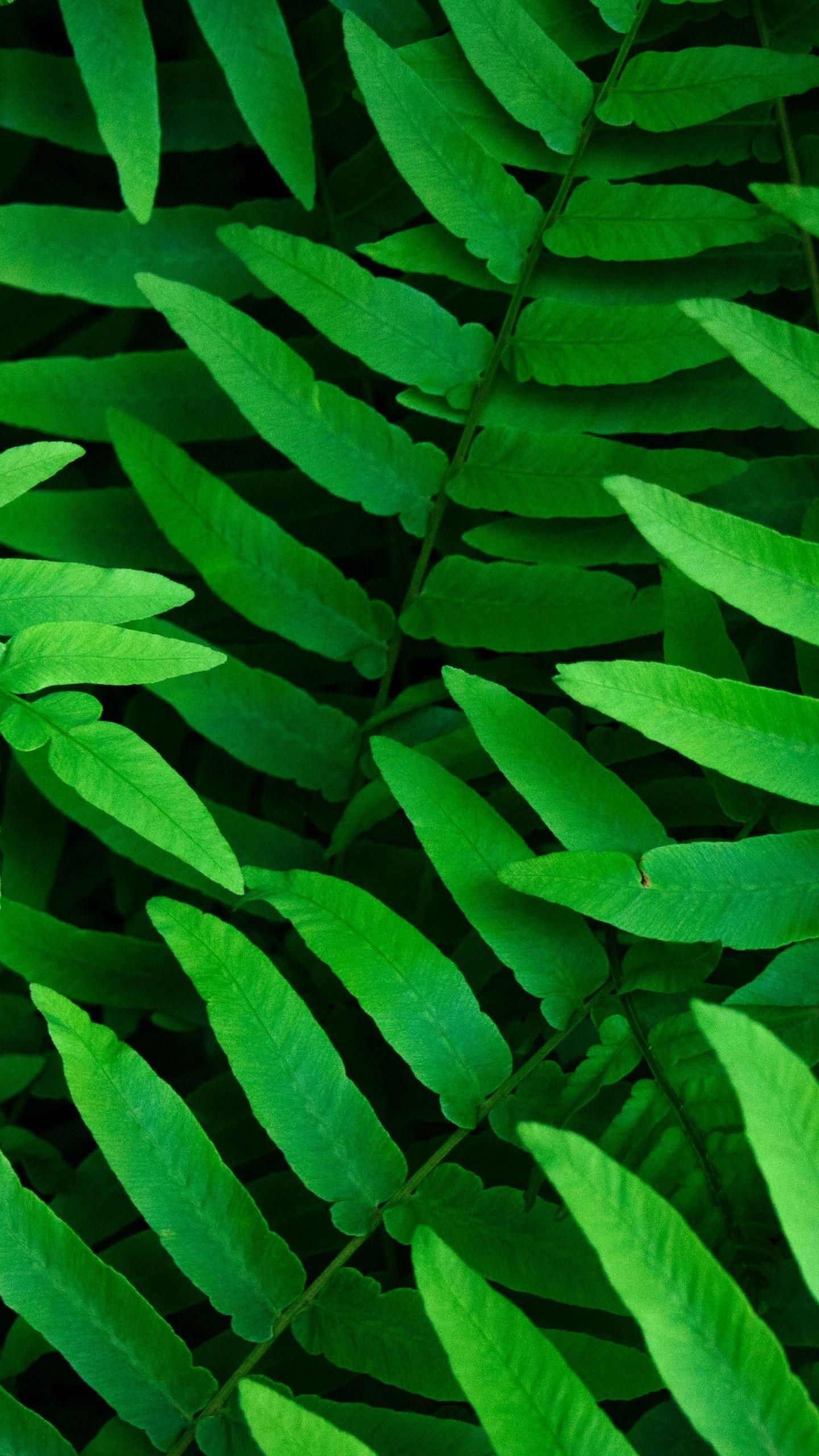1440x2560 Green leaves 4K Wallpaper, Ferns, Leaf Background, Spring, Closeup, 5K, Nature