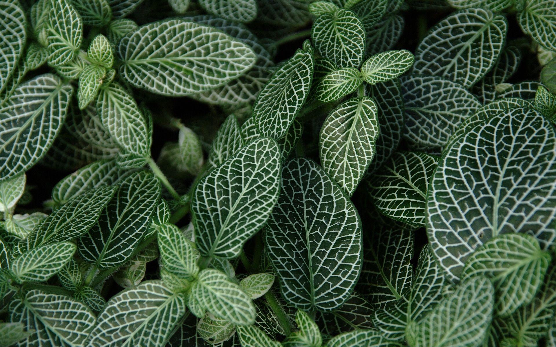 1920x1200 Dark Green Leaves Wallpaper