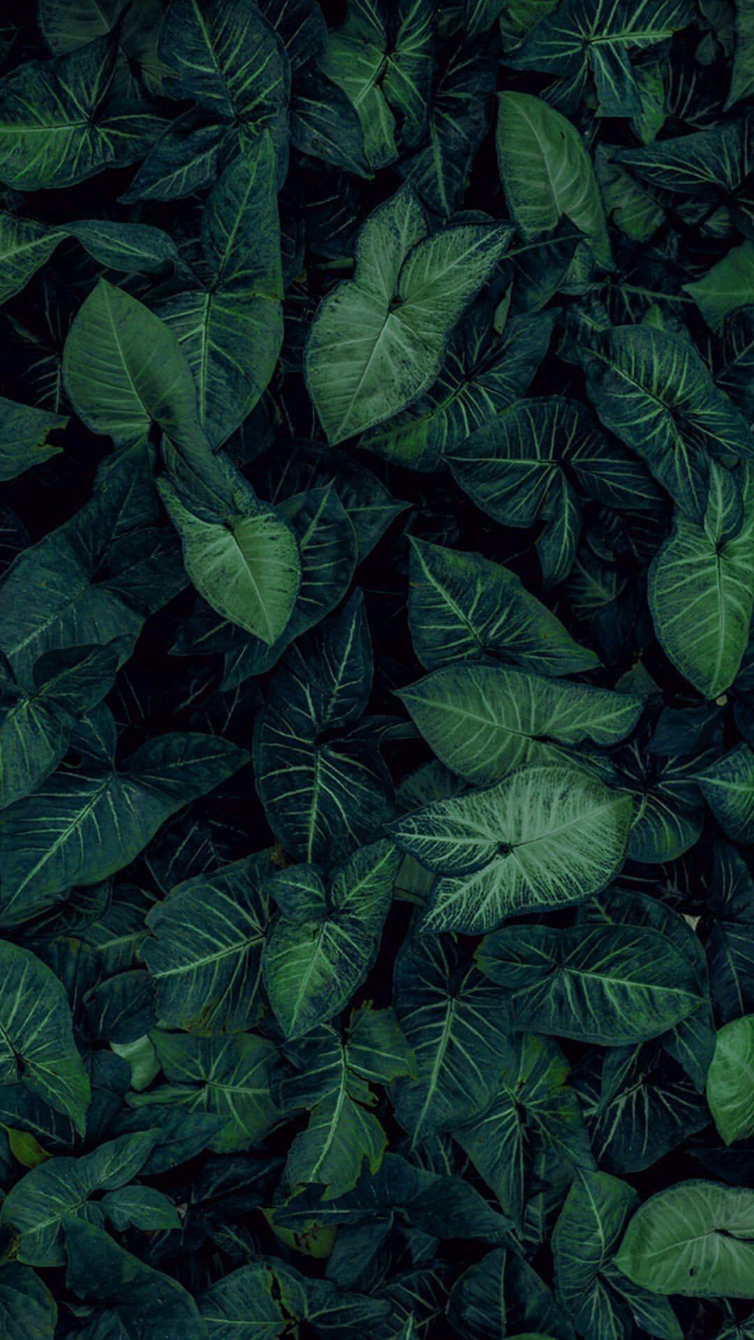 Dark Green Leaf Wallpapers - Top Free Dark Green Leaf Backgrounds