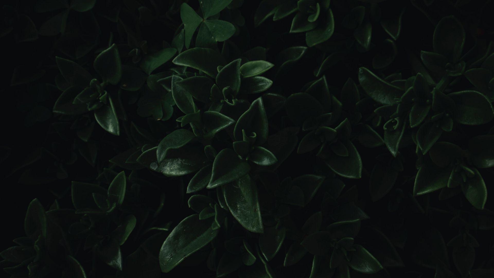 1920x1080 Desktop wallpaper green leaves, close up, dark, portrait, HD image, picture, background, d16c59