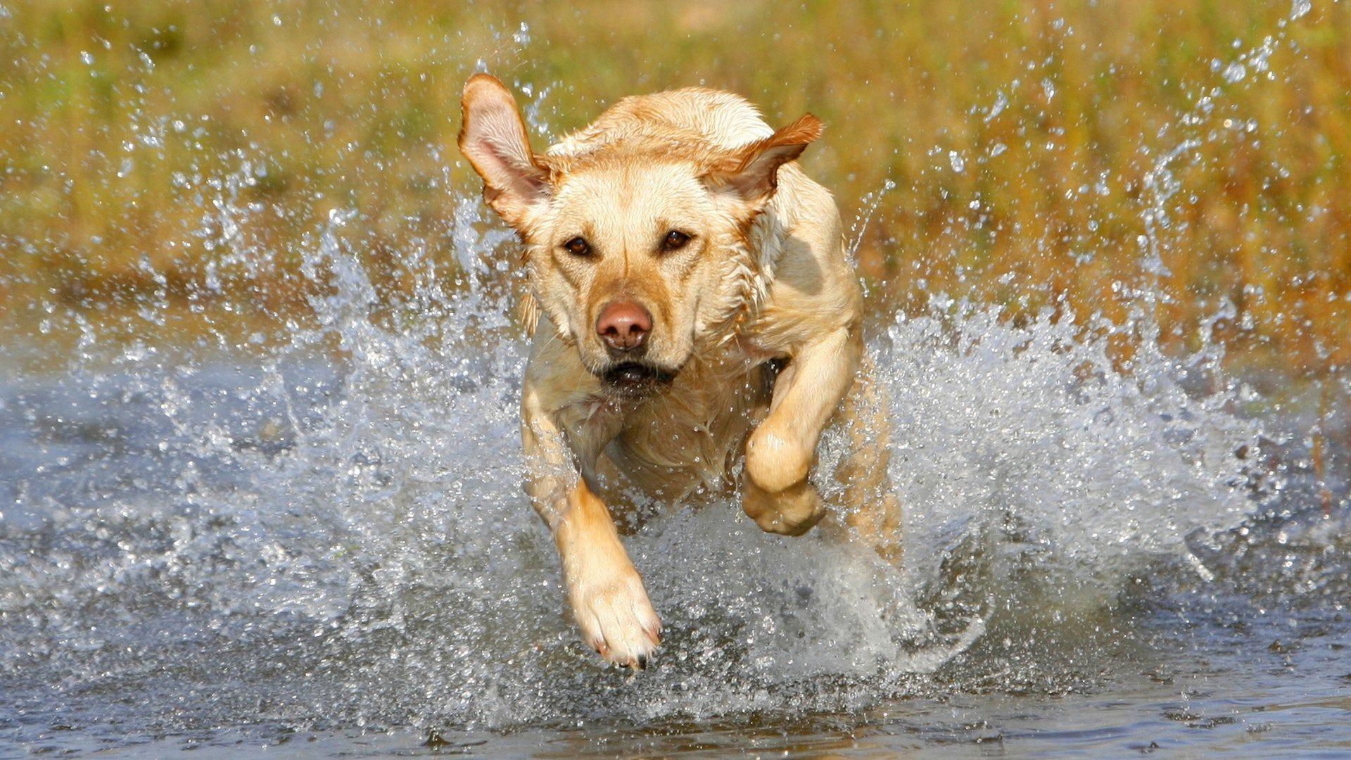 1920x1080 Dog running on water [1920x1200]: wallpaper