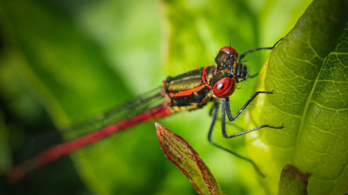 1200x675 Macro Photo (close Up Shots) Look Great Even On A Phone With These Pro Tricks