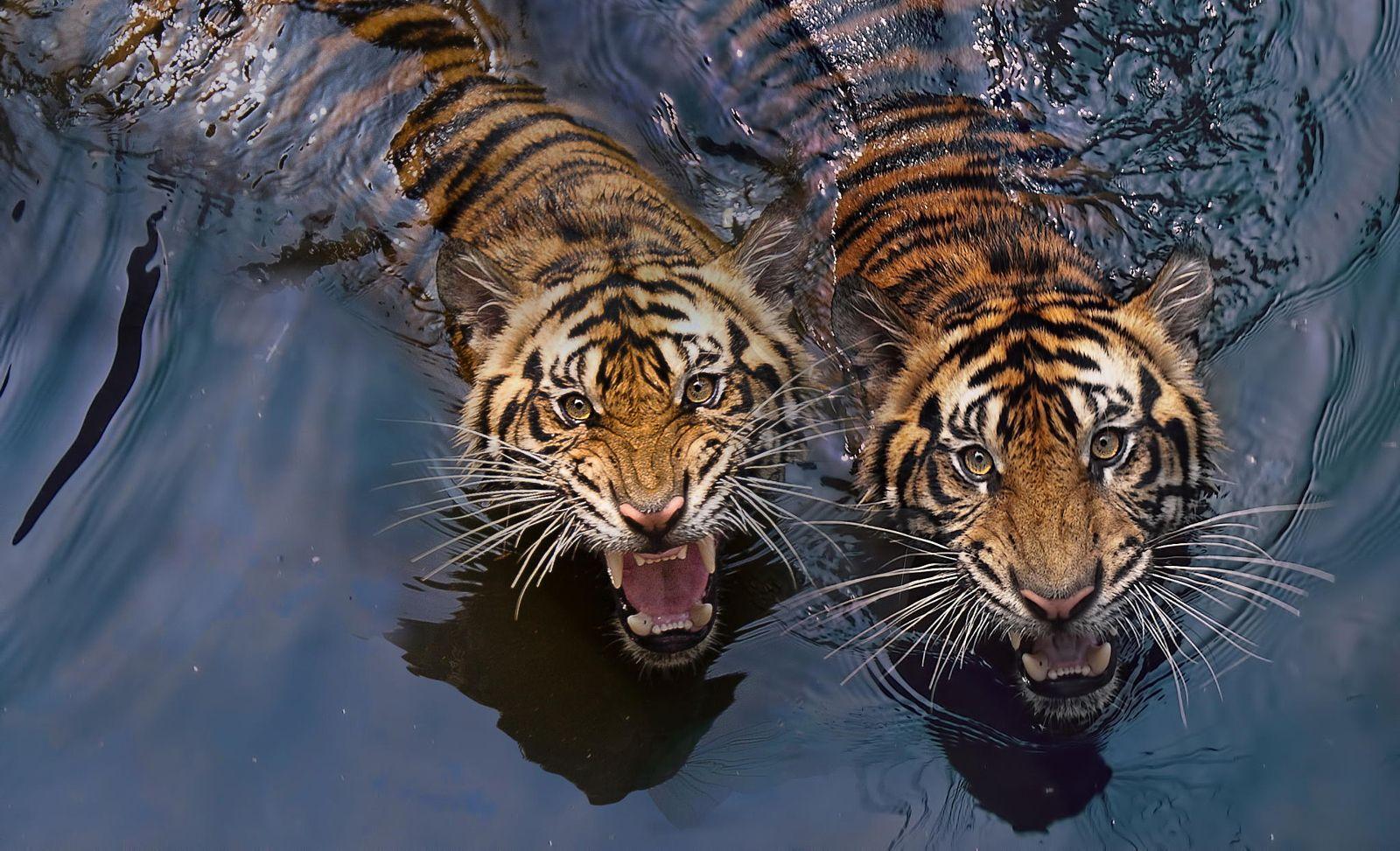 1600x973 Tiger Photography. Tigers Photo That Will Leave You Spellbound
