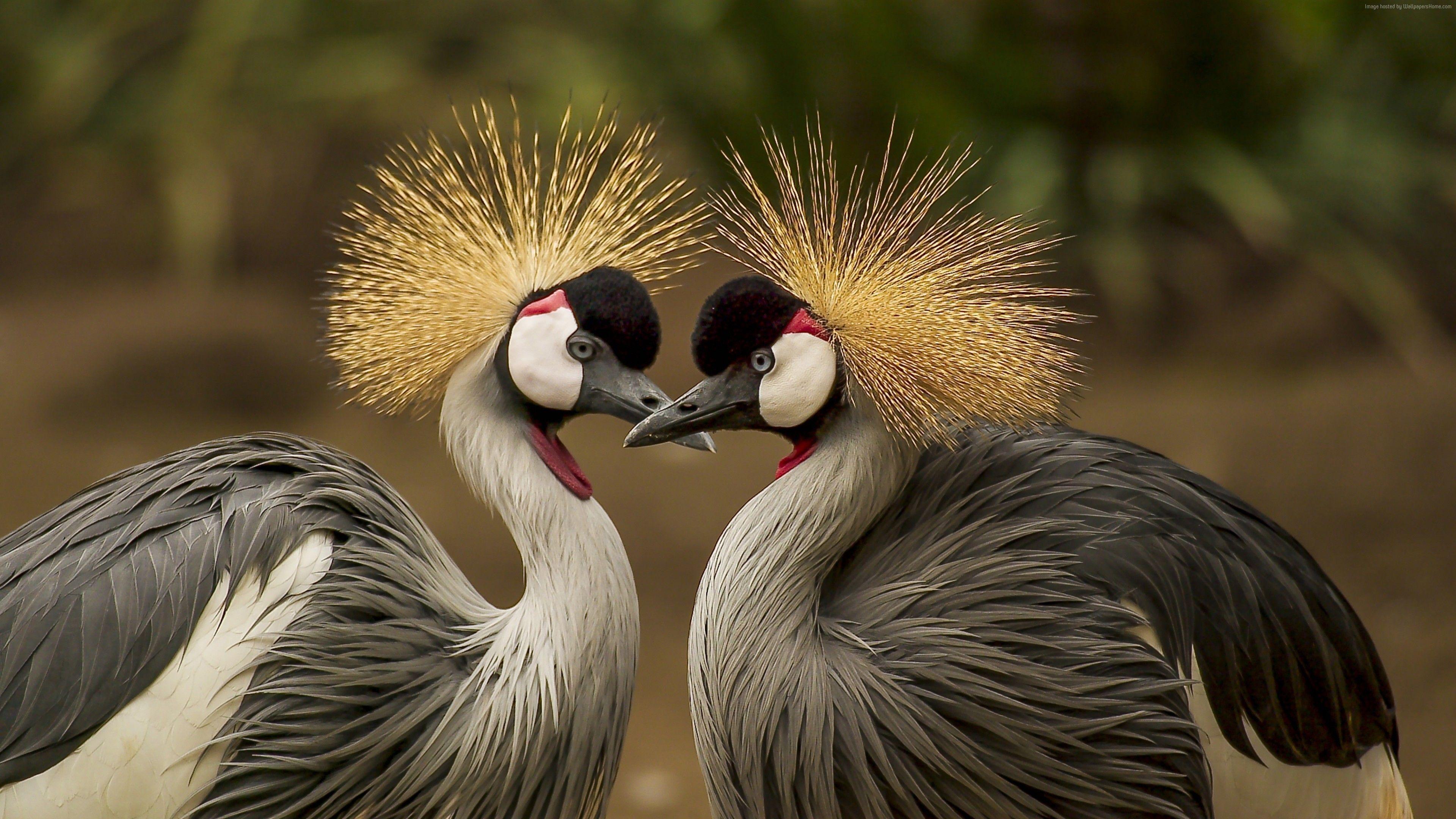 3840x2160 Wallpaper crowned crane, bird, 5k, Animals Wallpaper Download Resolution 4K Wallpaper
