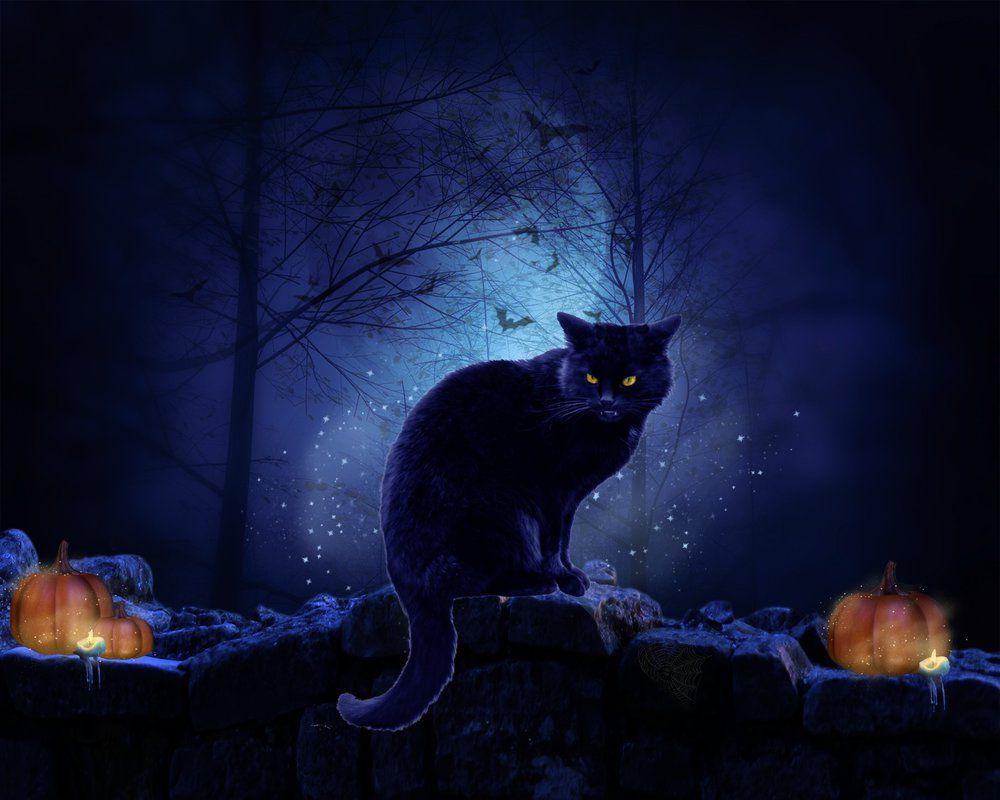 Halloween Cat Wallpapers Top Free Halloween Cat Backgrounds Wallpaperaccess