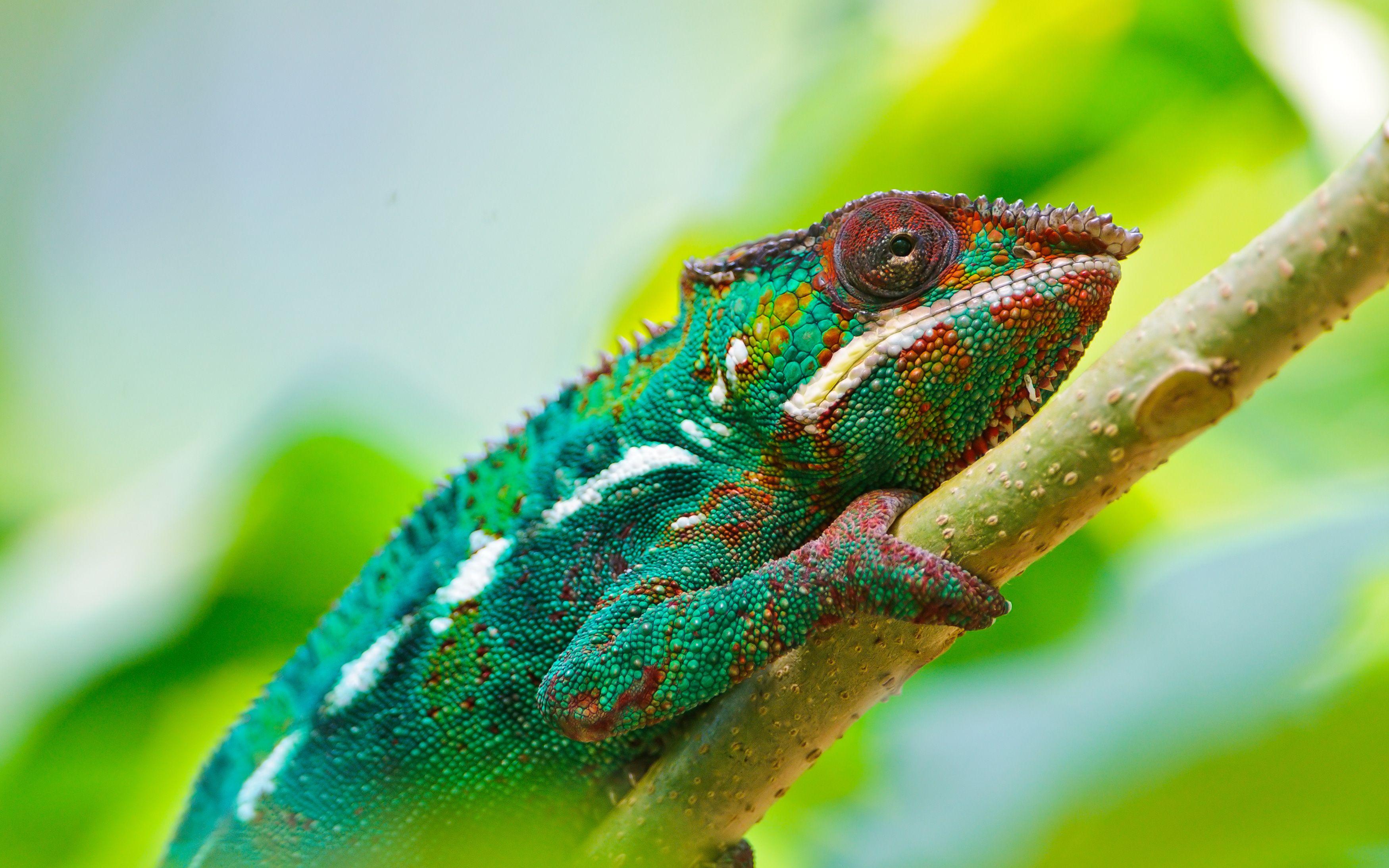3500x2188 Wallpaper 4k Colorful Chameleon 4K Chameleon, Colorful, Deer