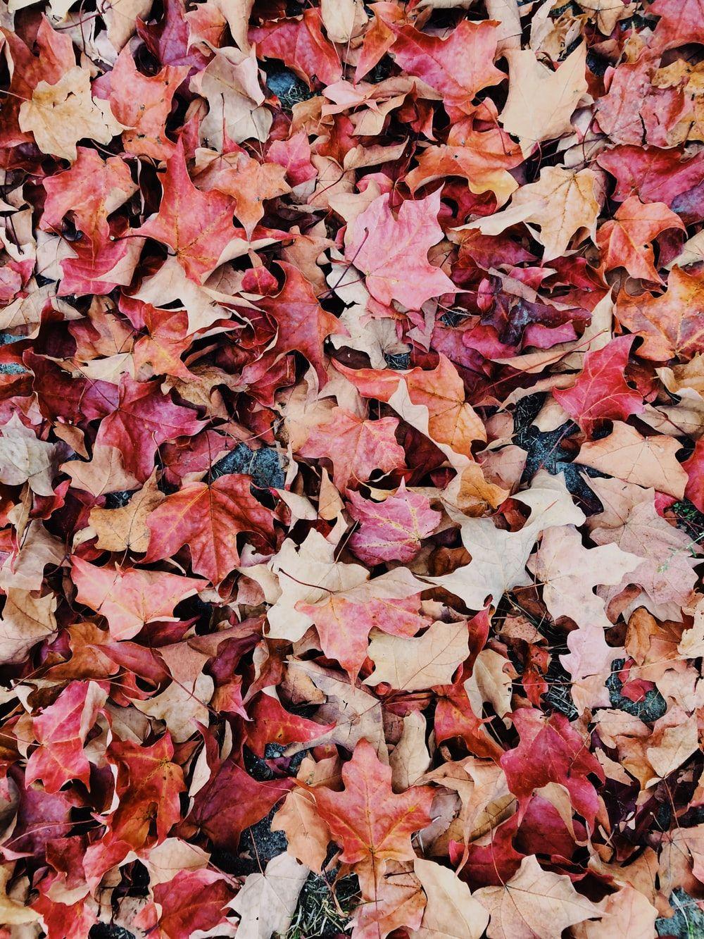 1000x1333 Autumn Wallpaper: Free HD Download [HQ]
