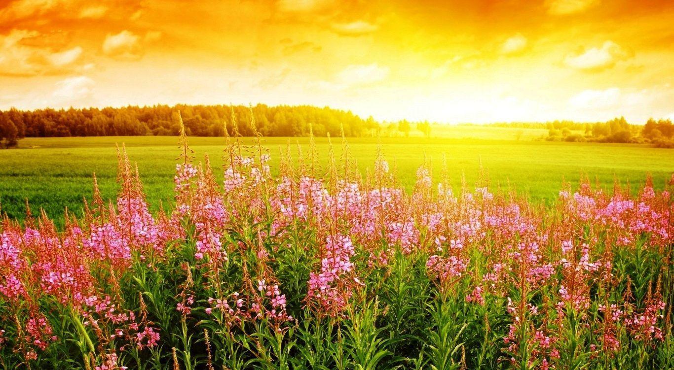 1366x751 Sunrise Background Wallpaper