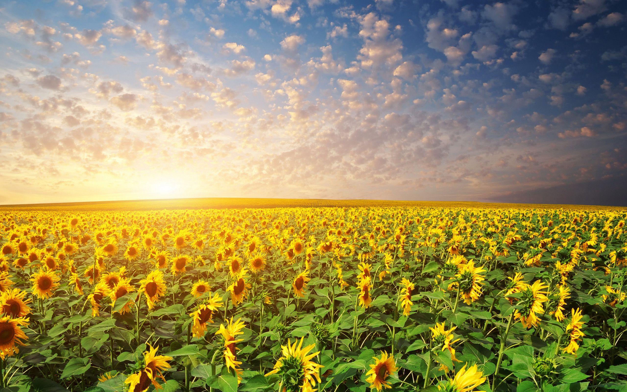 2560x1600 Download Free Sunrise Wallpaper